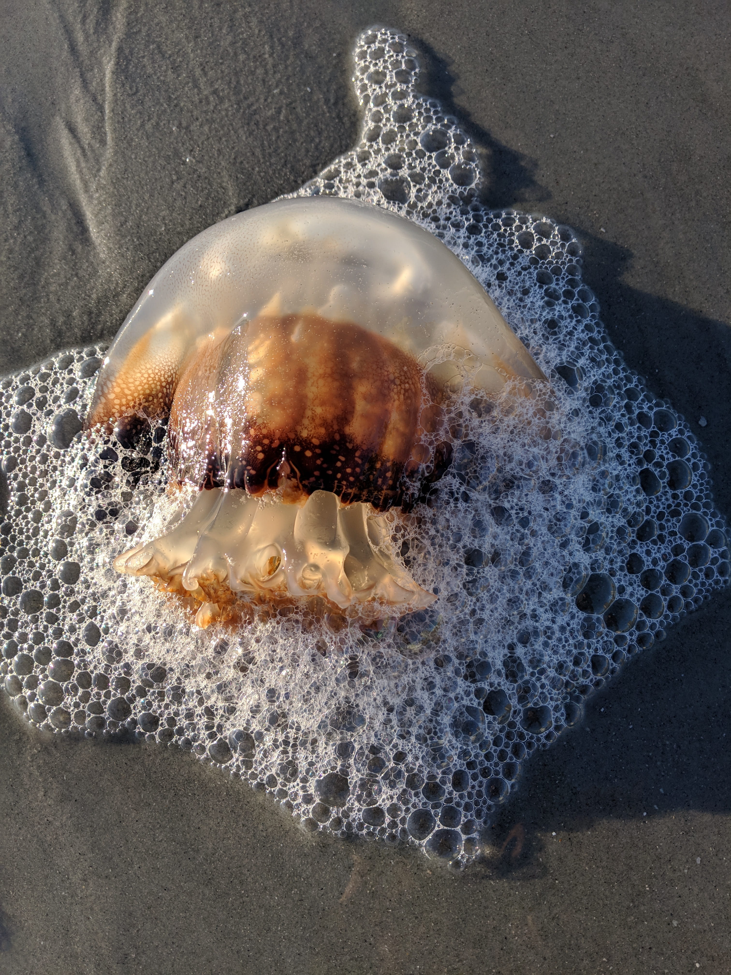 Free download HD wallpaper cannonball jellyfish, myrtle beach