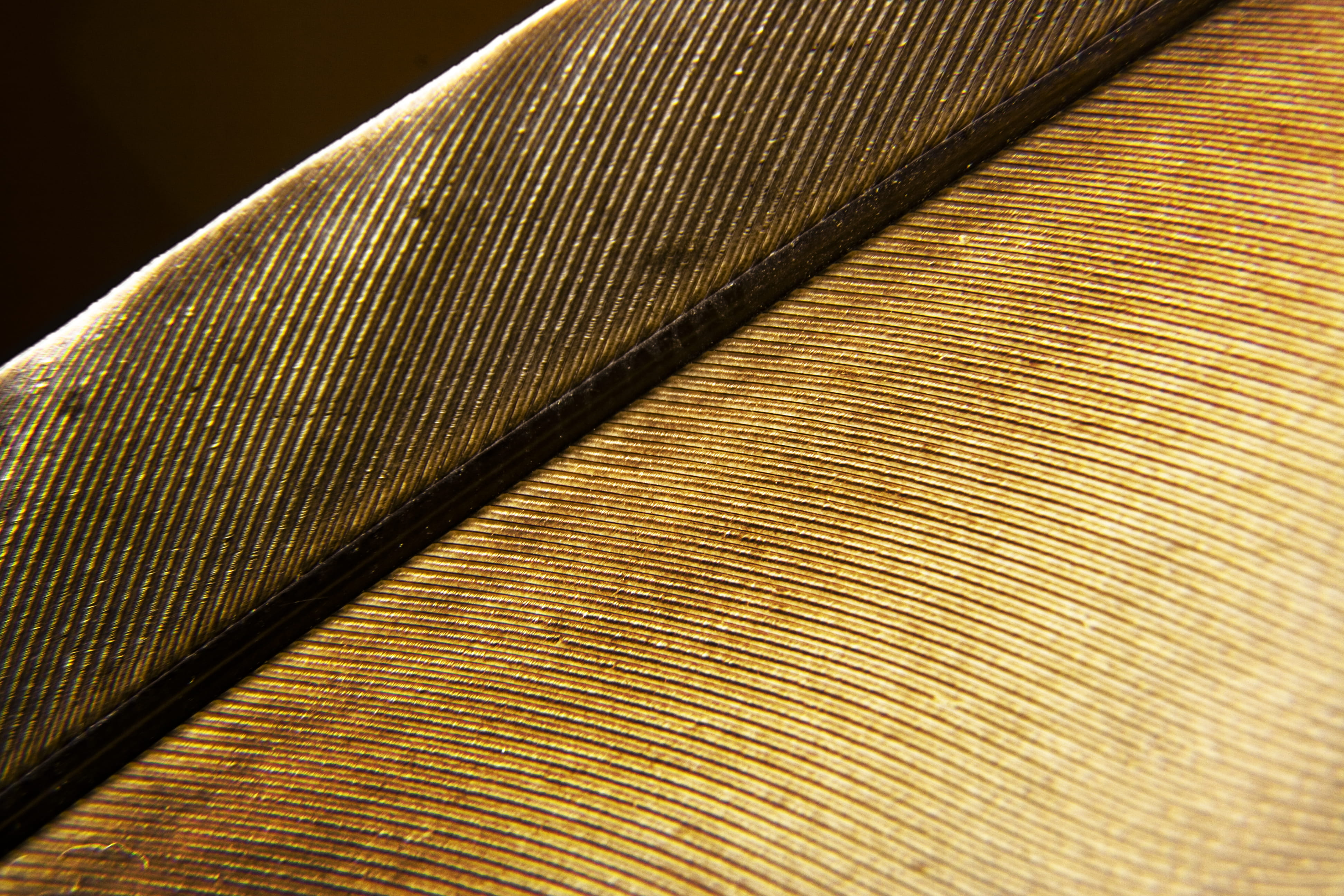 feather, pattern, closeup, fabric, texture, background, full frame