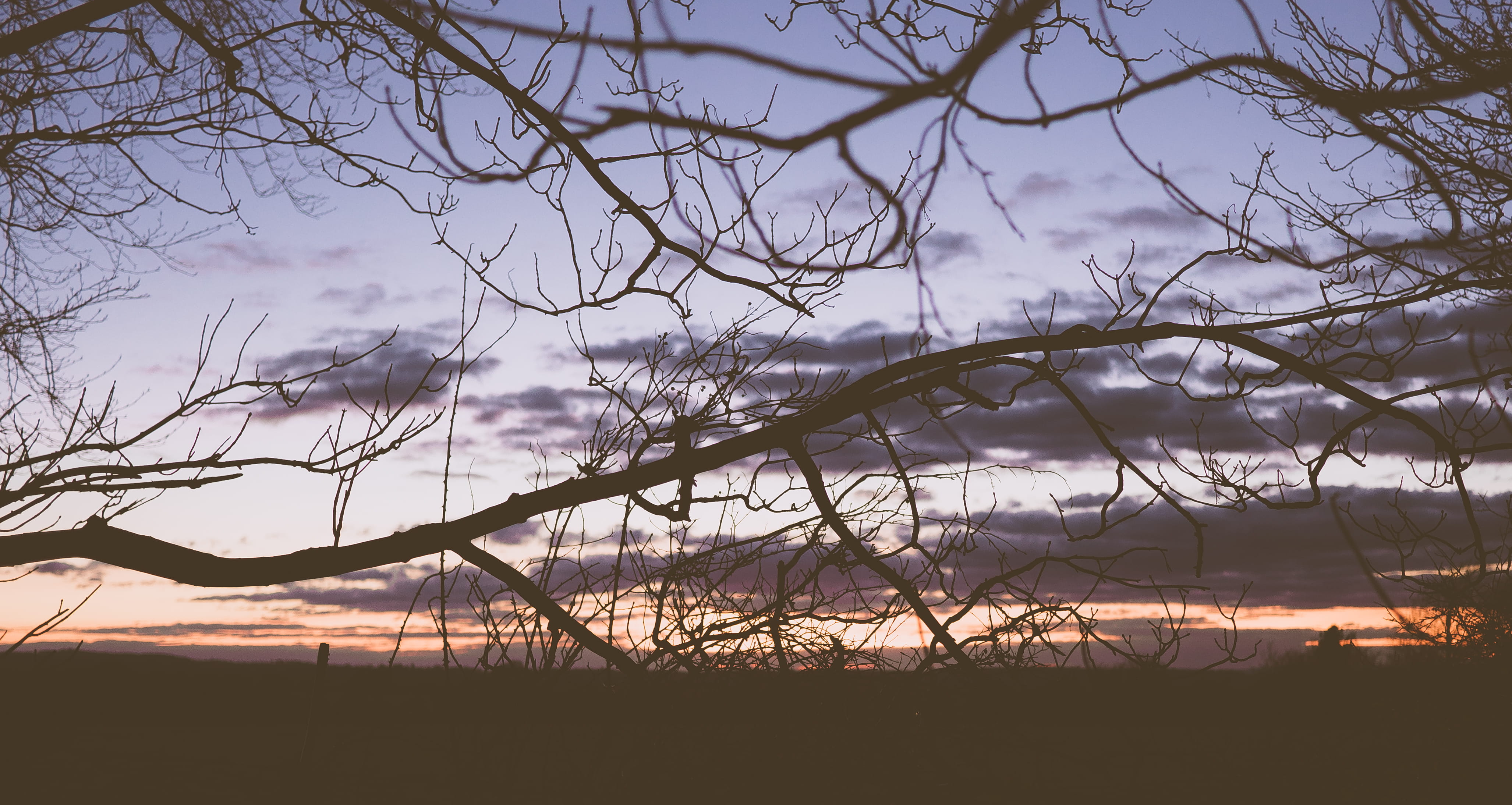 twigs, branches, sunset, clouds, tree, sky, bare tree, plant