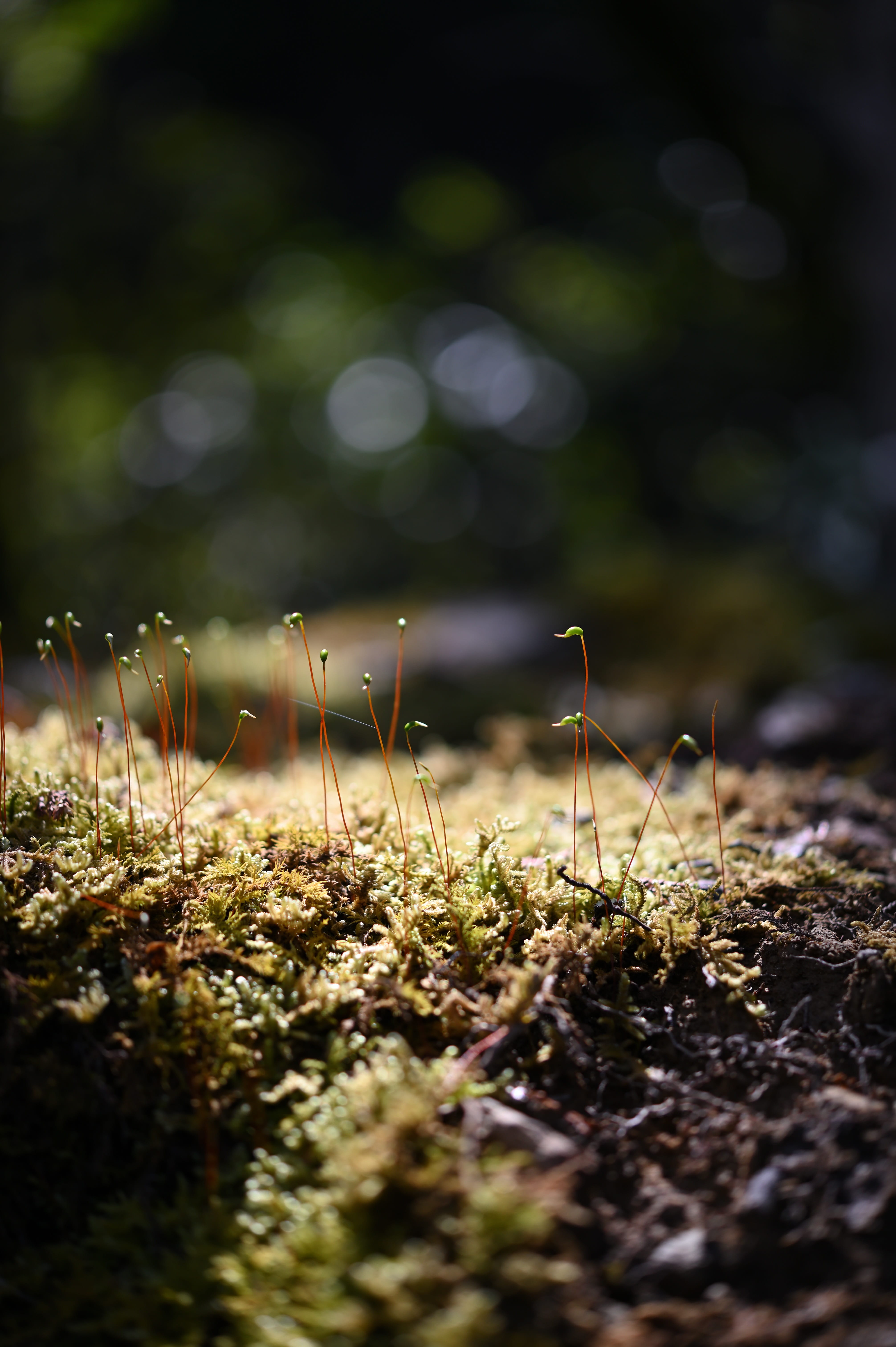 grass, light, sun, sunlight, green, landscape, selective focus
