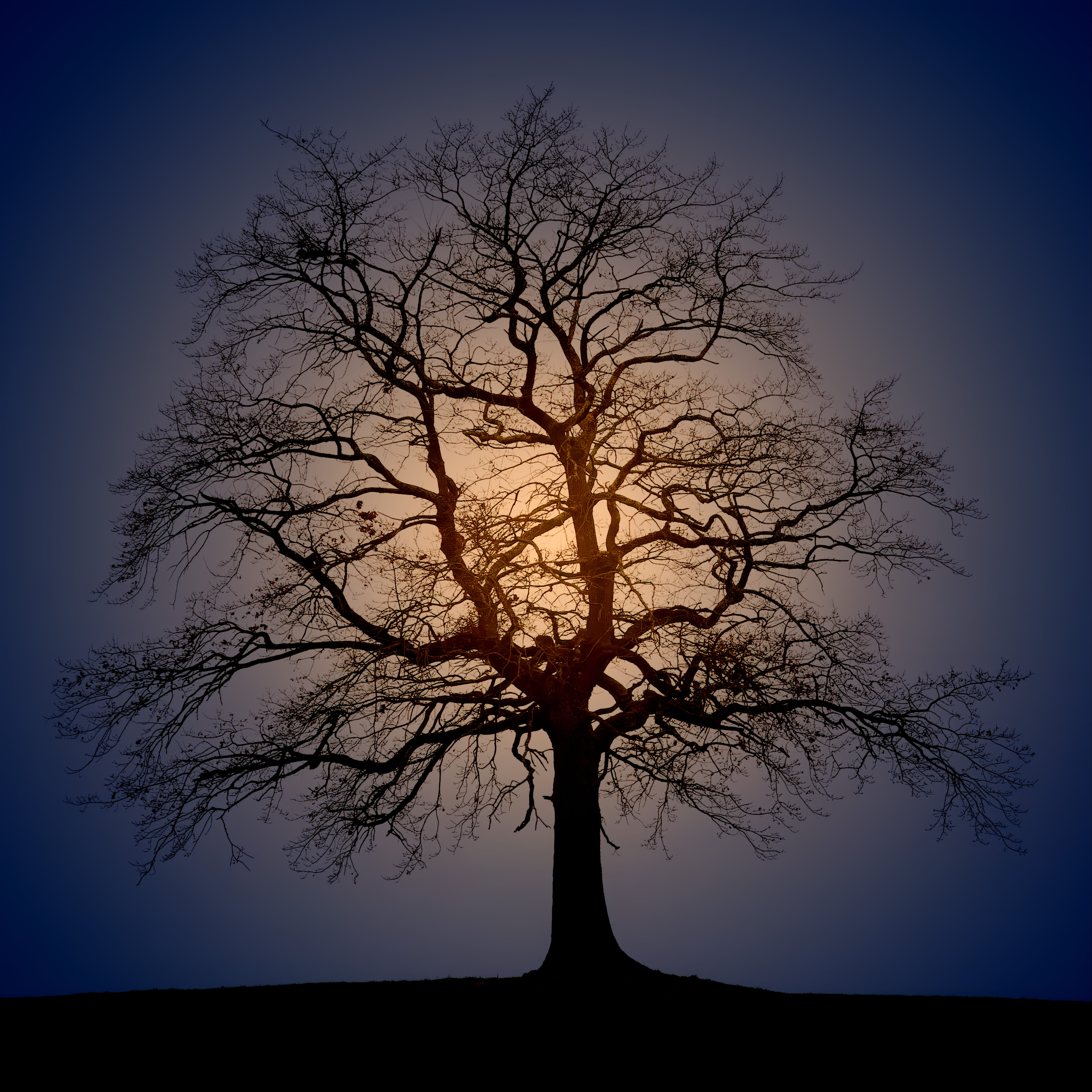 silhouette photo of trees during sun rise, plant, tree trunk