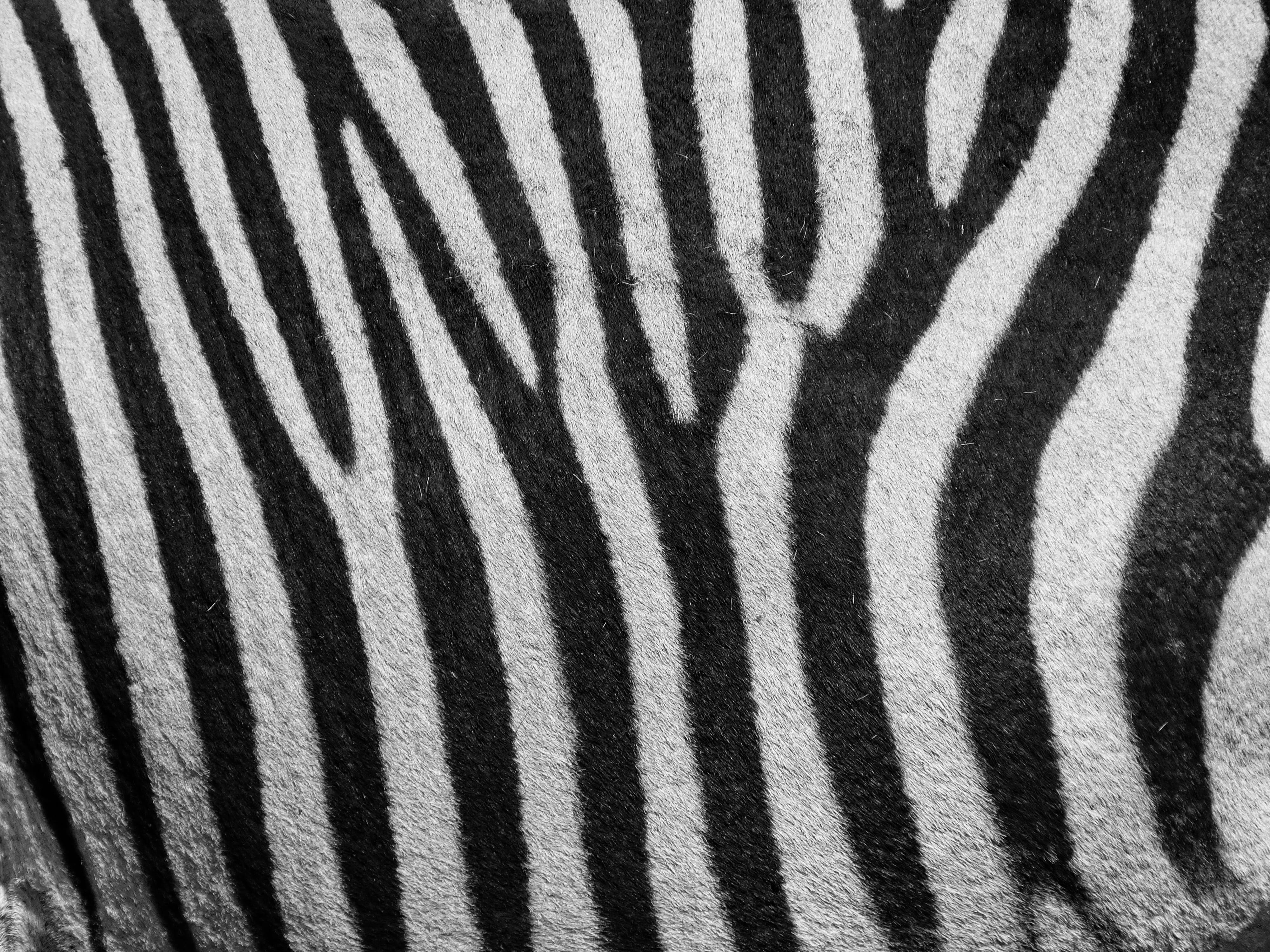 zebra, zebra pattern, stripes, black and white, hartmann's