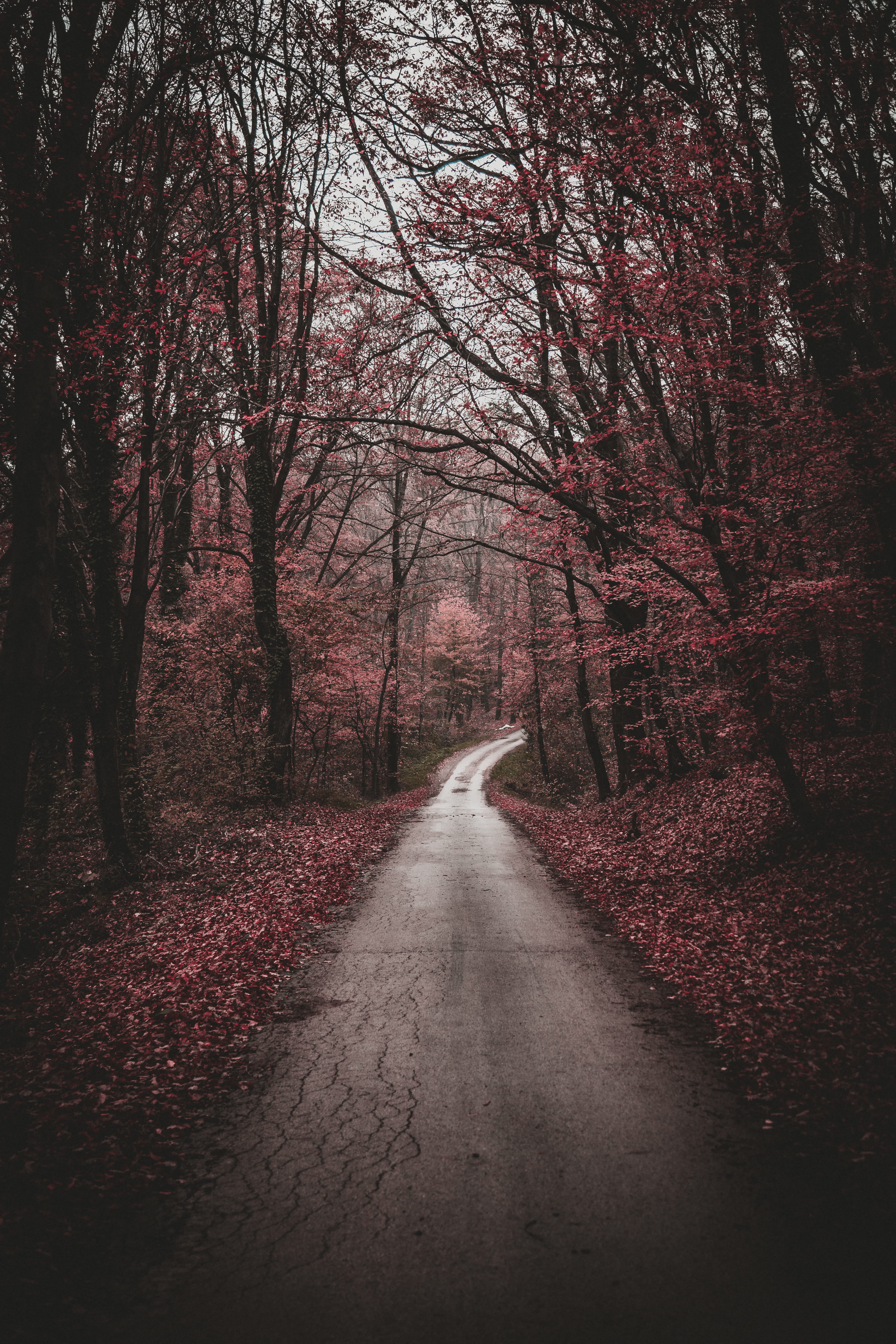 gray road between pink leaf trees, the way forward, direction