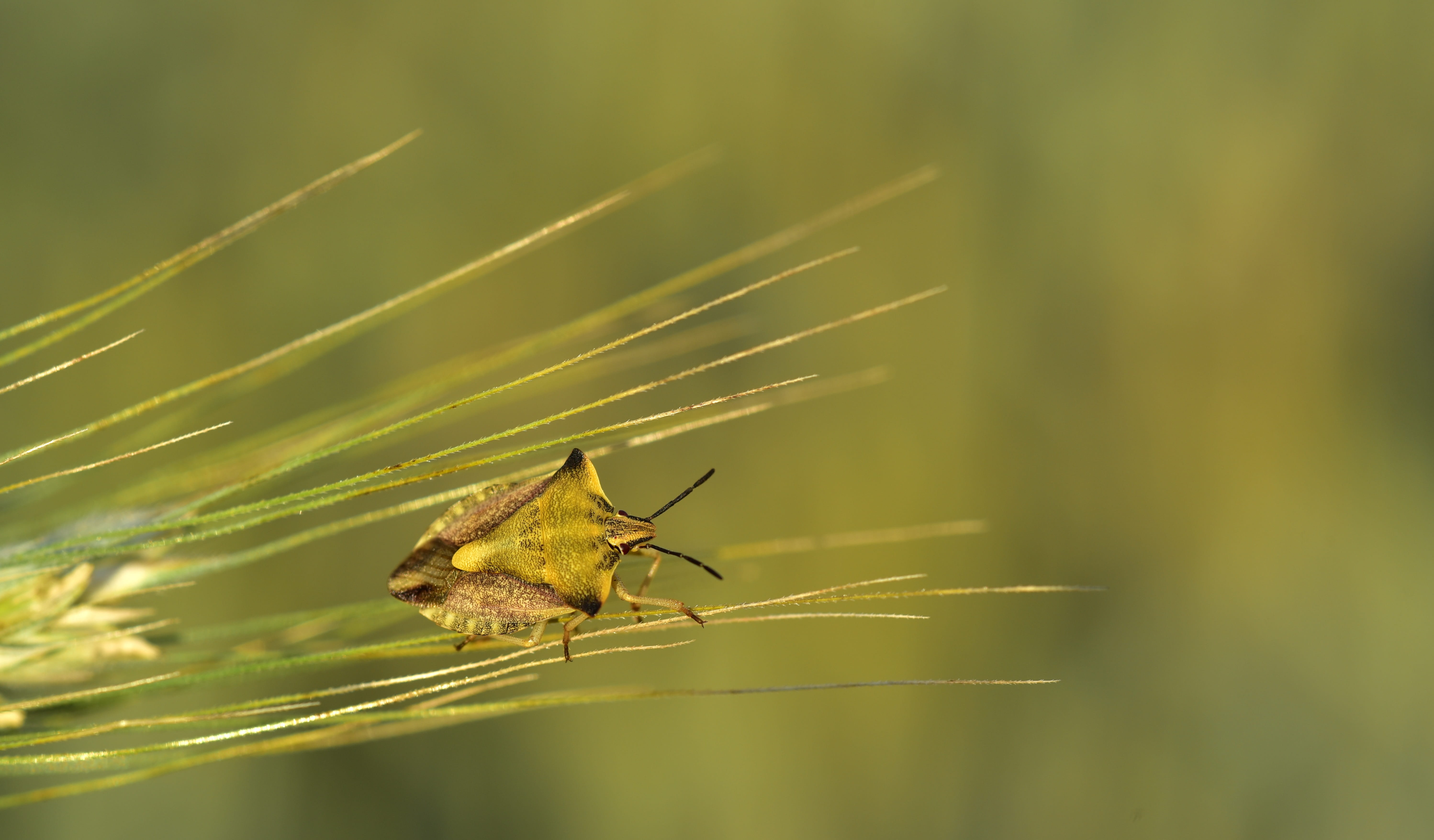 barley, ear, bug, leaf bug, insect, flight insect, macro, small