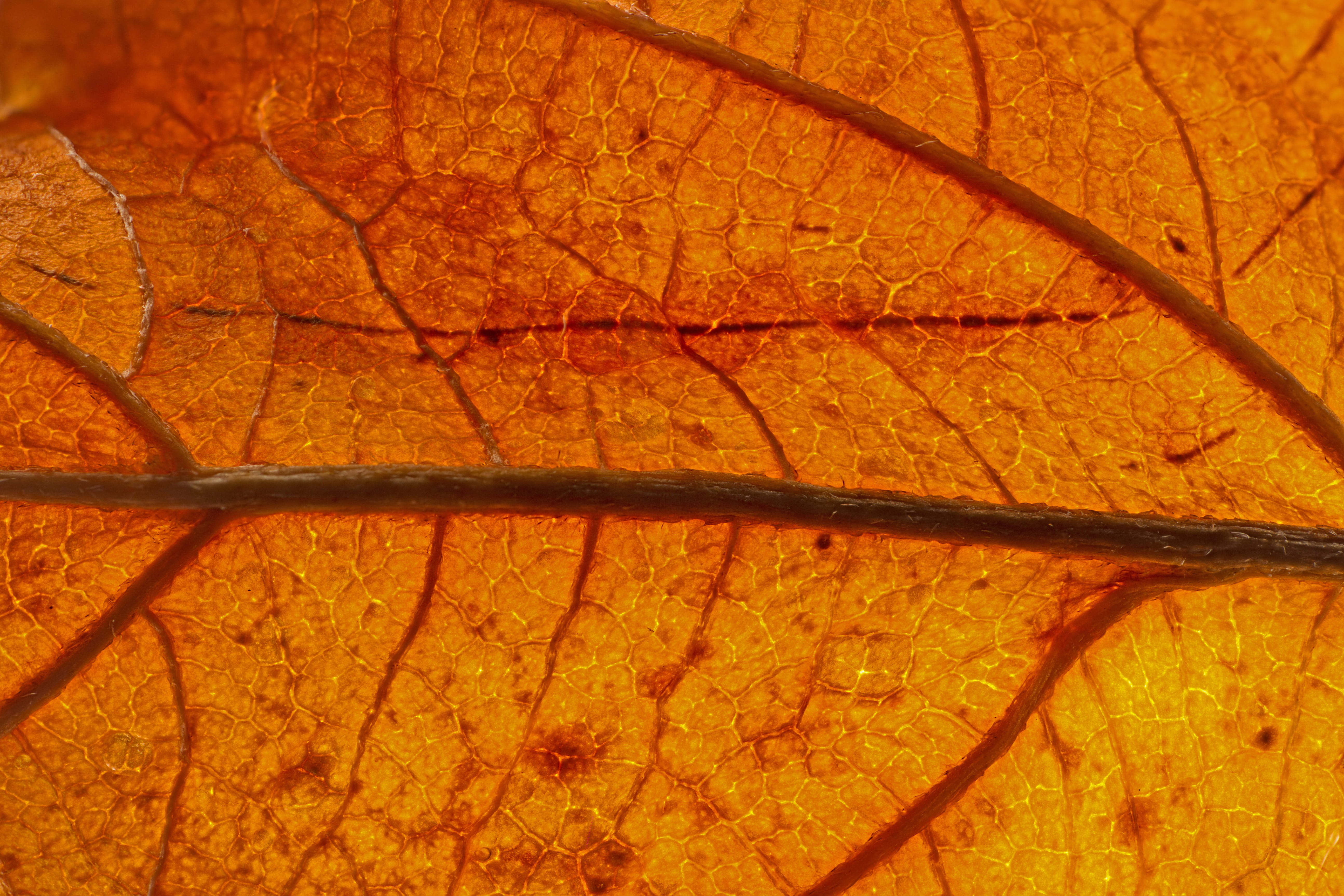 leaf, veins, leaf veins, structure, fall foliage, backgrounds
