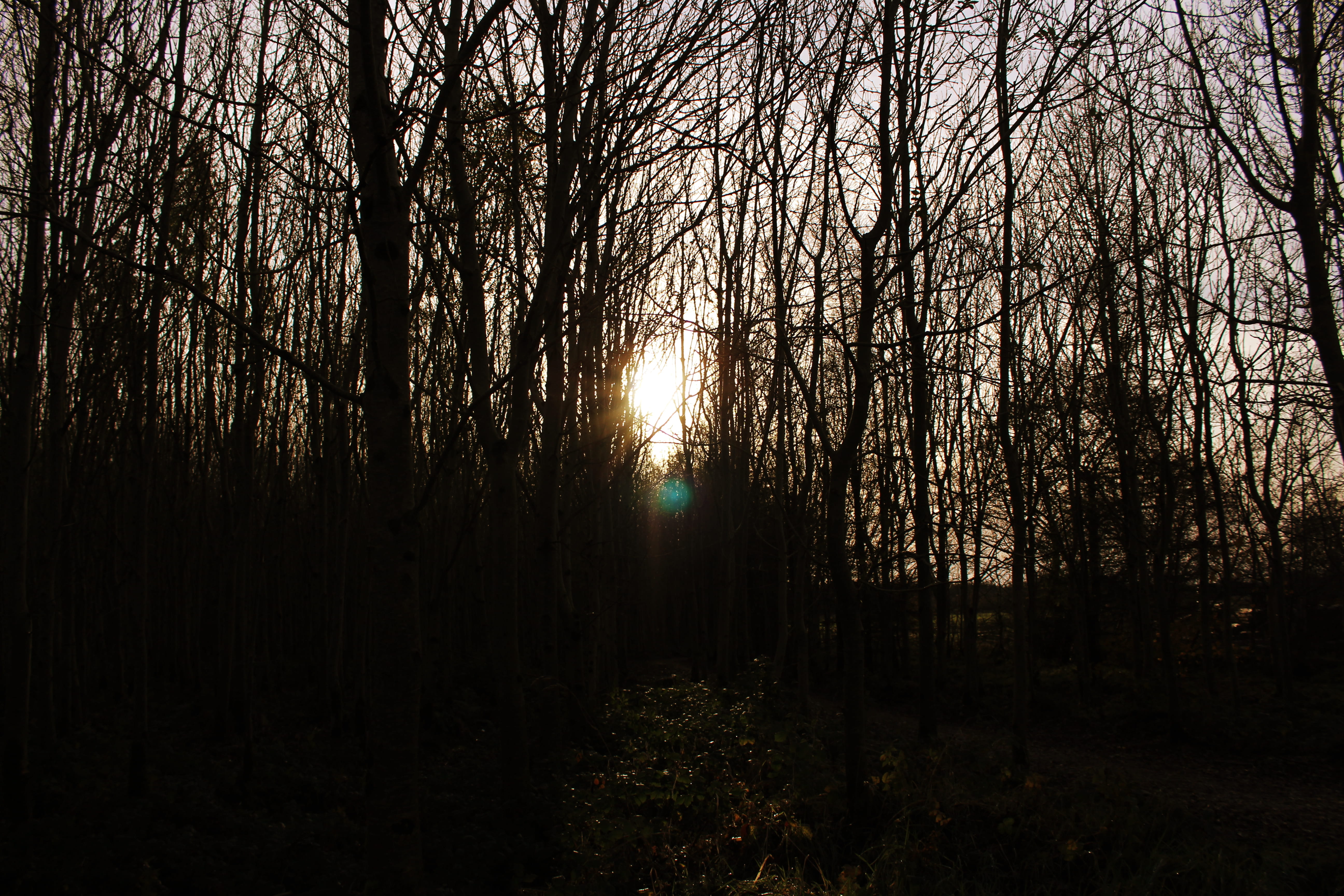 nature, forest, sunset, sunlight, trees, plant, tranquility