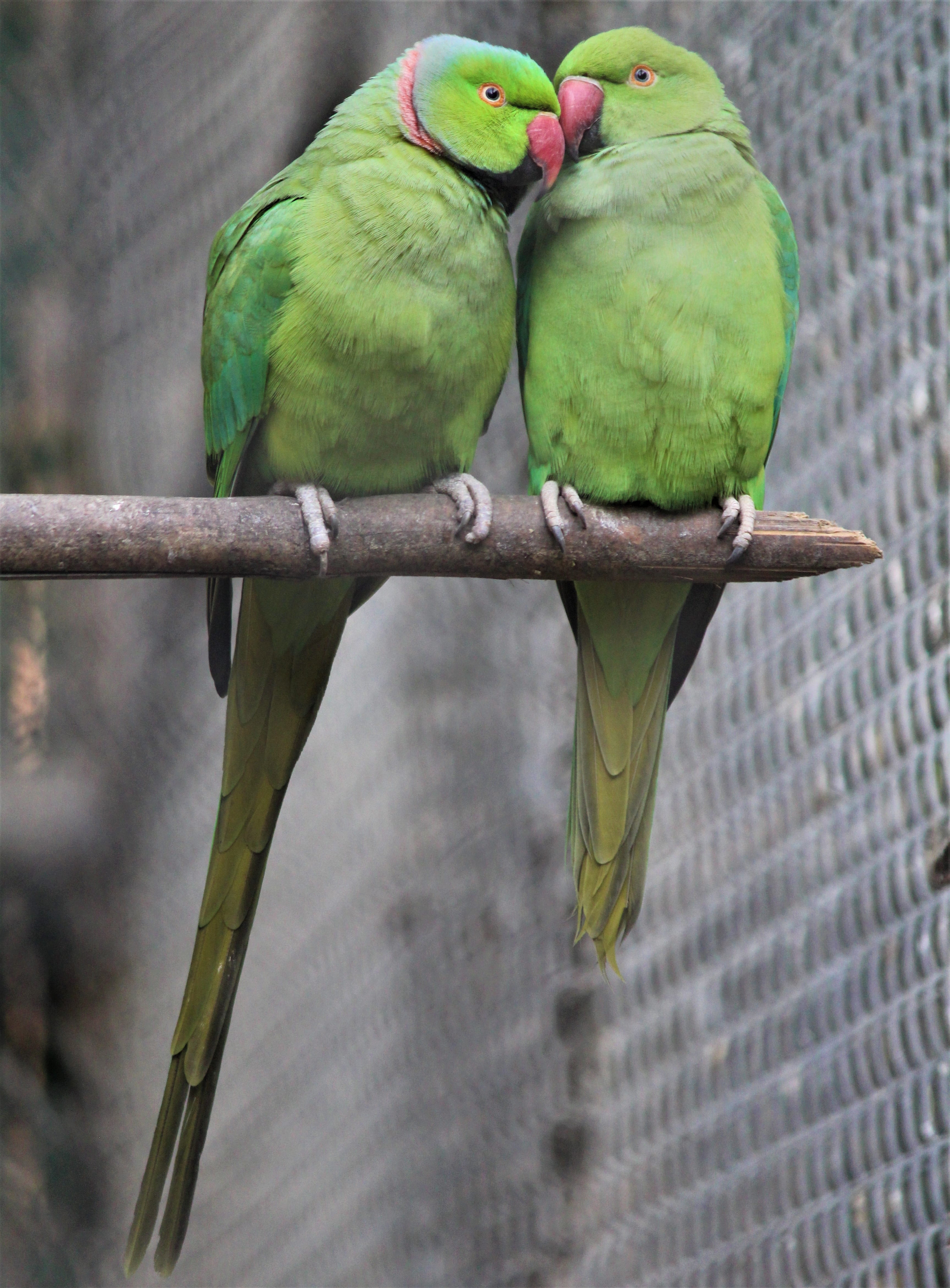 couple, sweet, parrots, bird, nature, love, animal, tropical