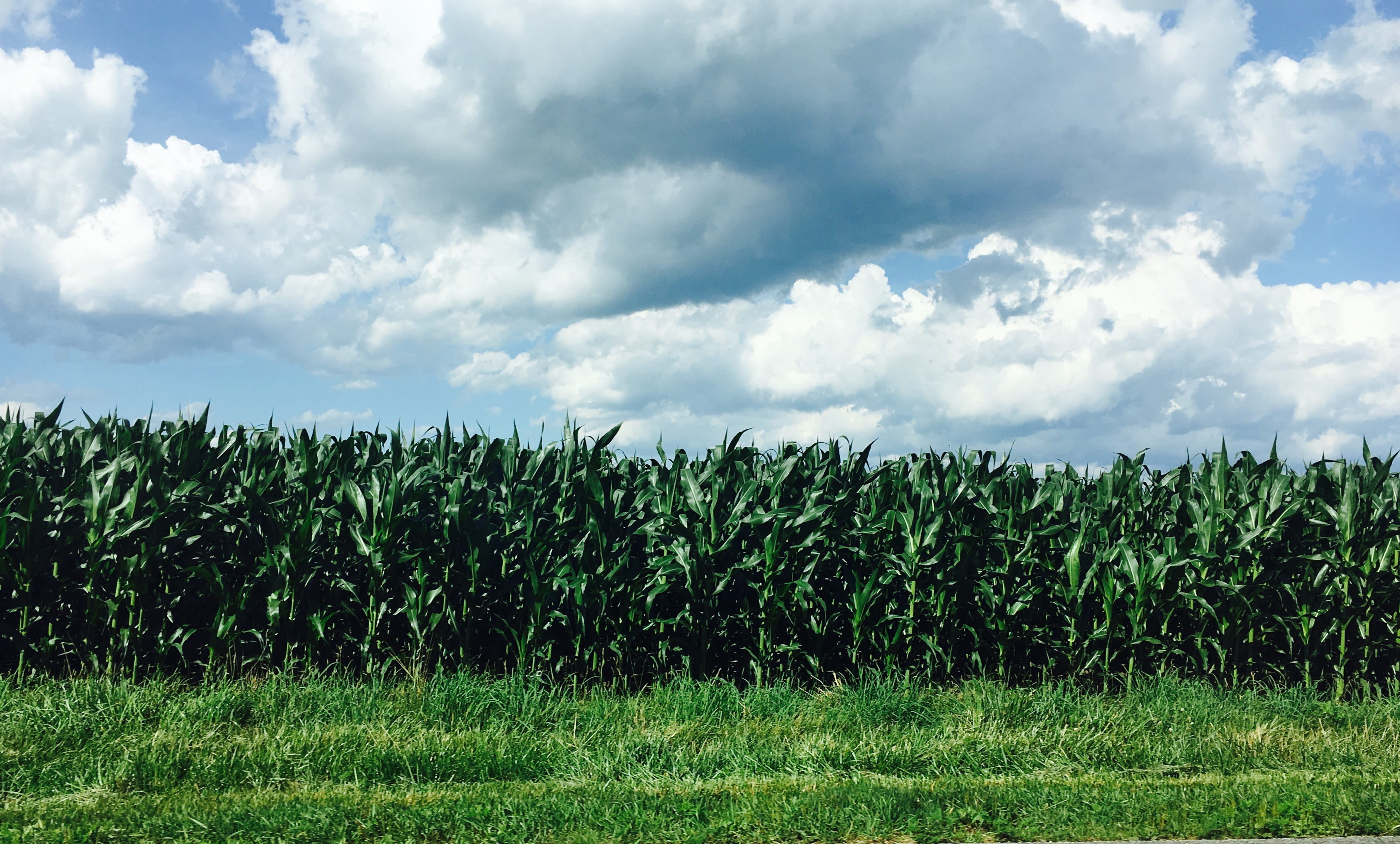 corn, summer, blue, greenery, cloud, grass, countryside, sun