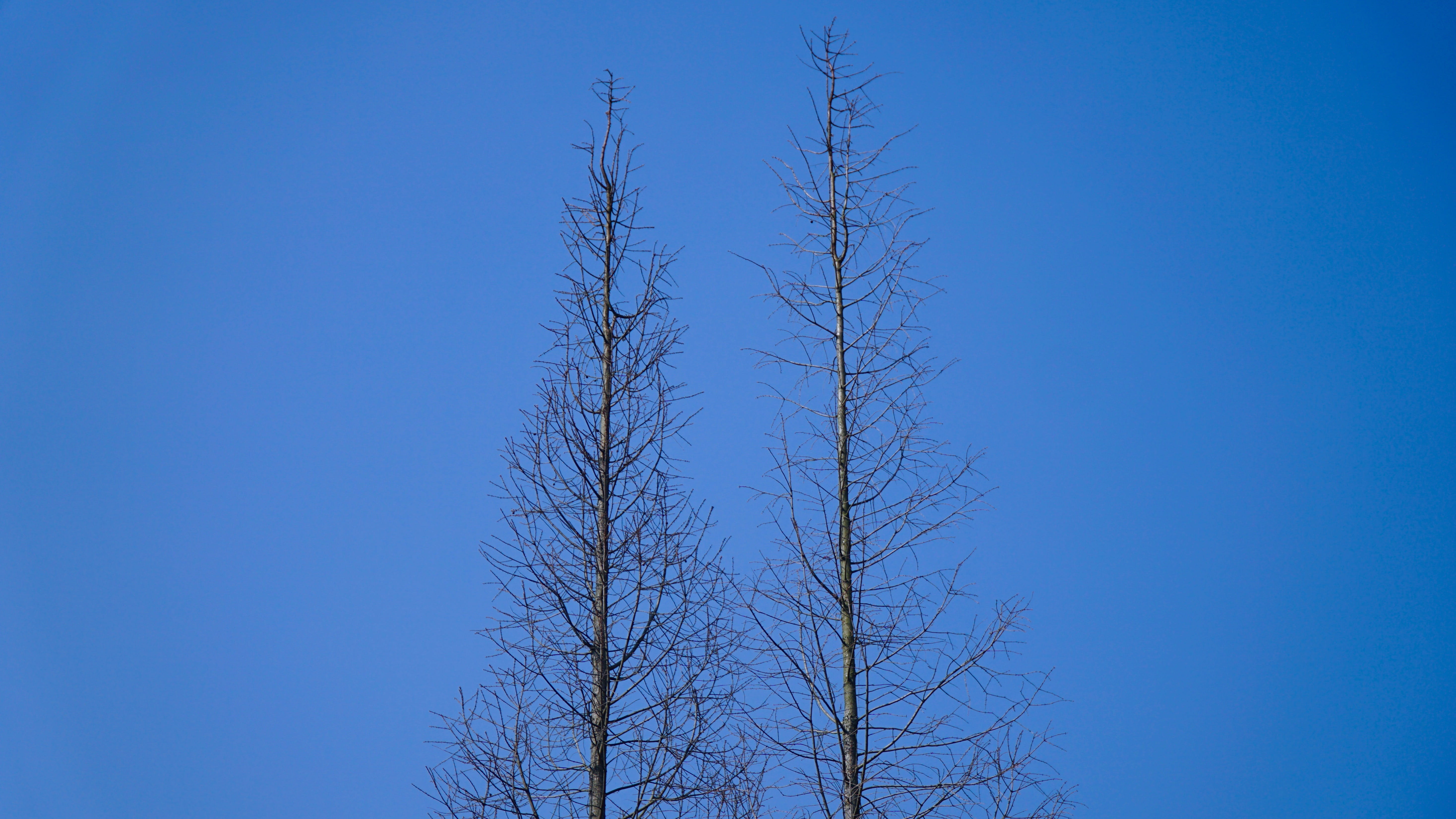 trees, bare tree, blue, clear sky, low angle view, nature, plant