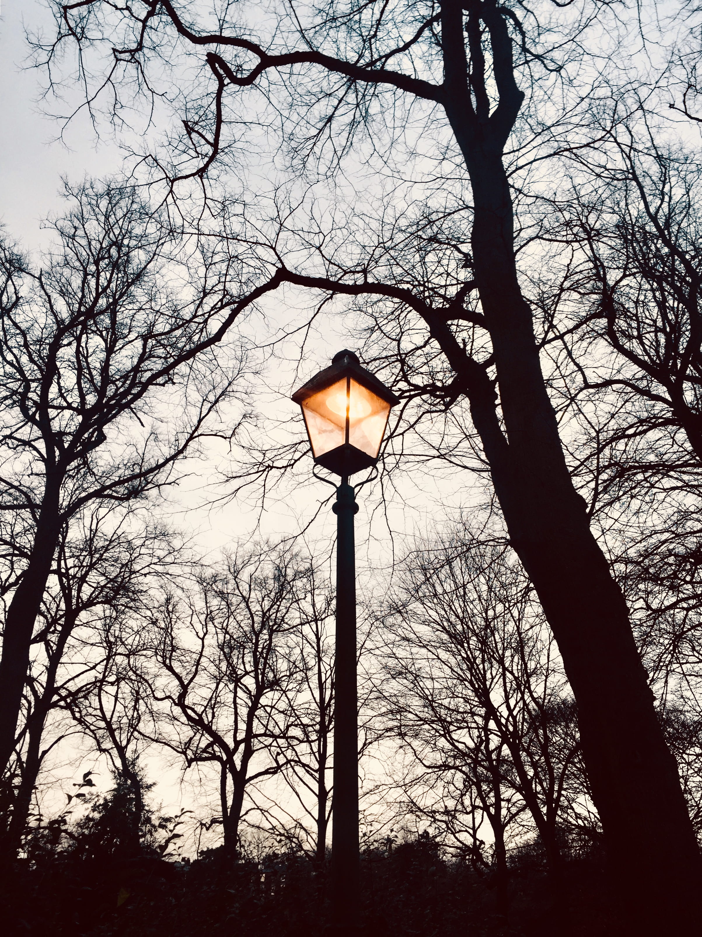 lamp, tree, light, street light, bare tree, lighting equipment