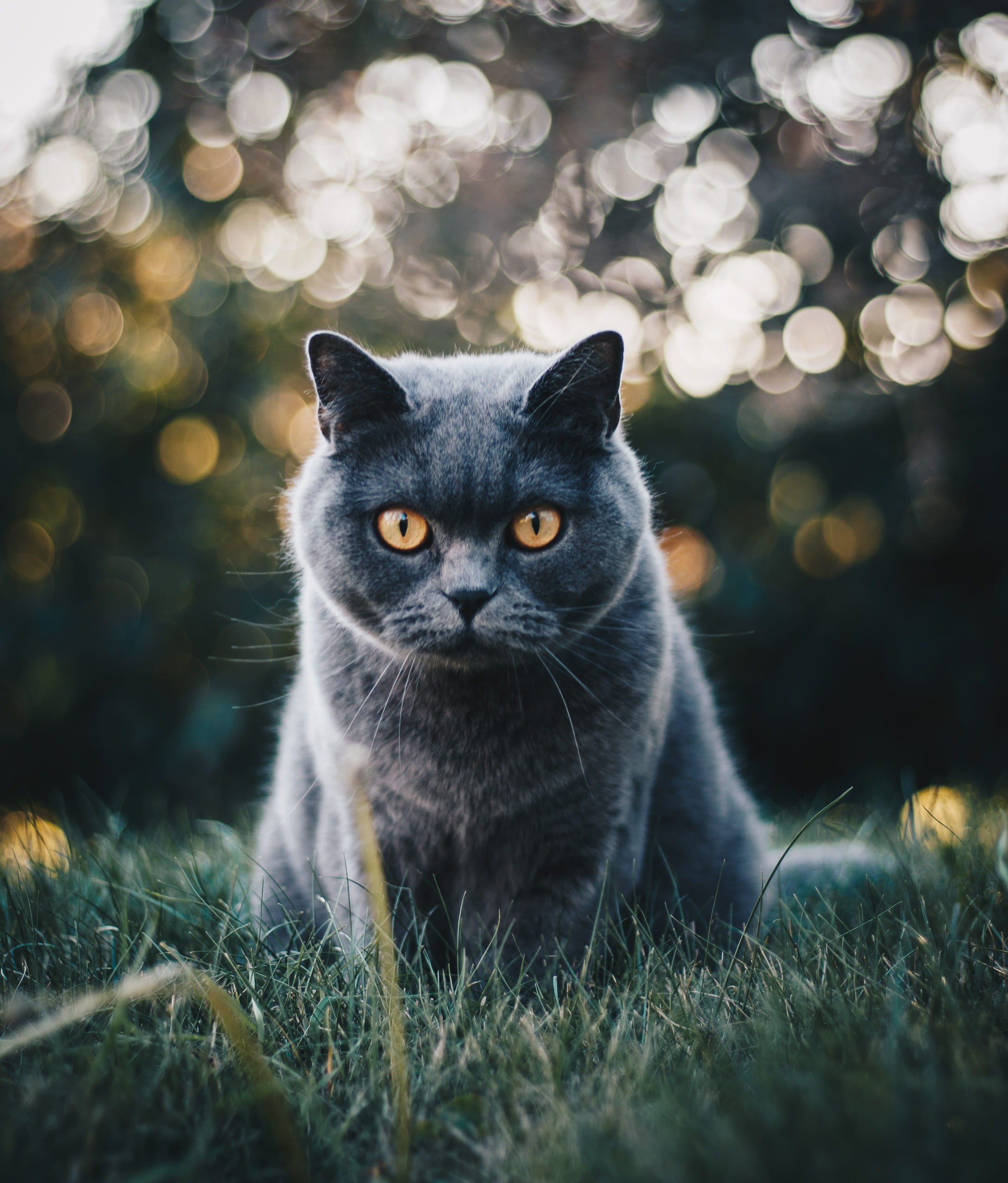 Selective Focus Photo Of Grey Cat, adorable, animal, british shorthair