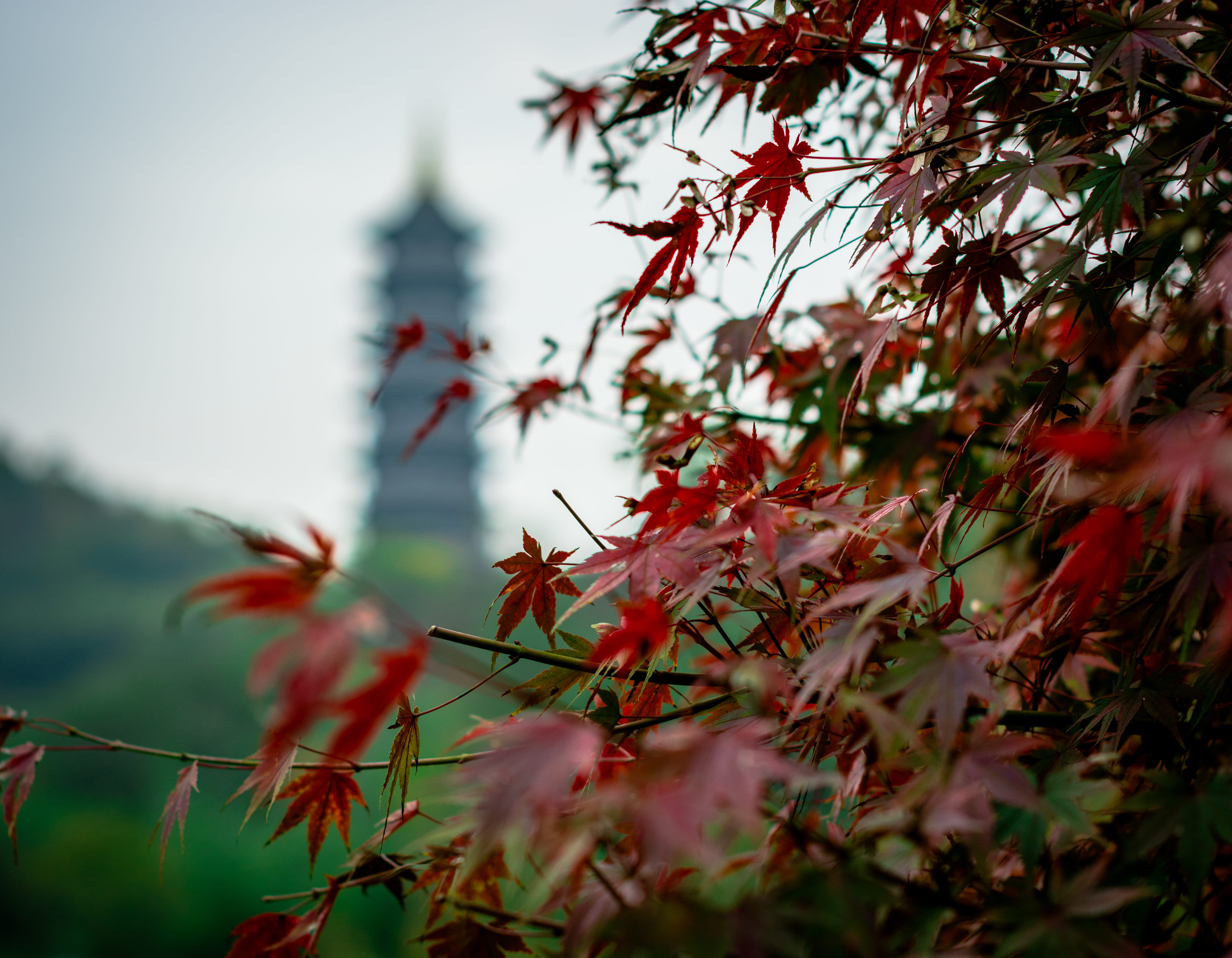 leaf, plant, tree, maple, bird, animal, nature, maple leaf