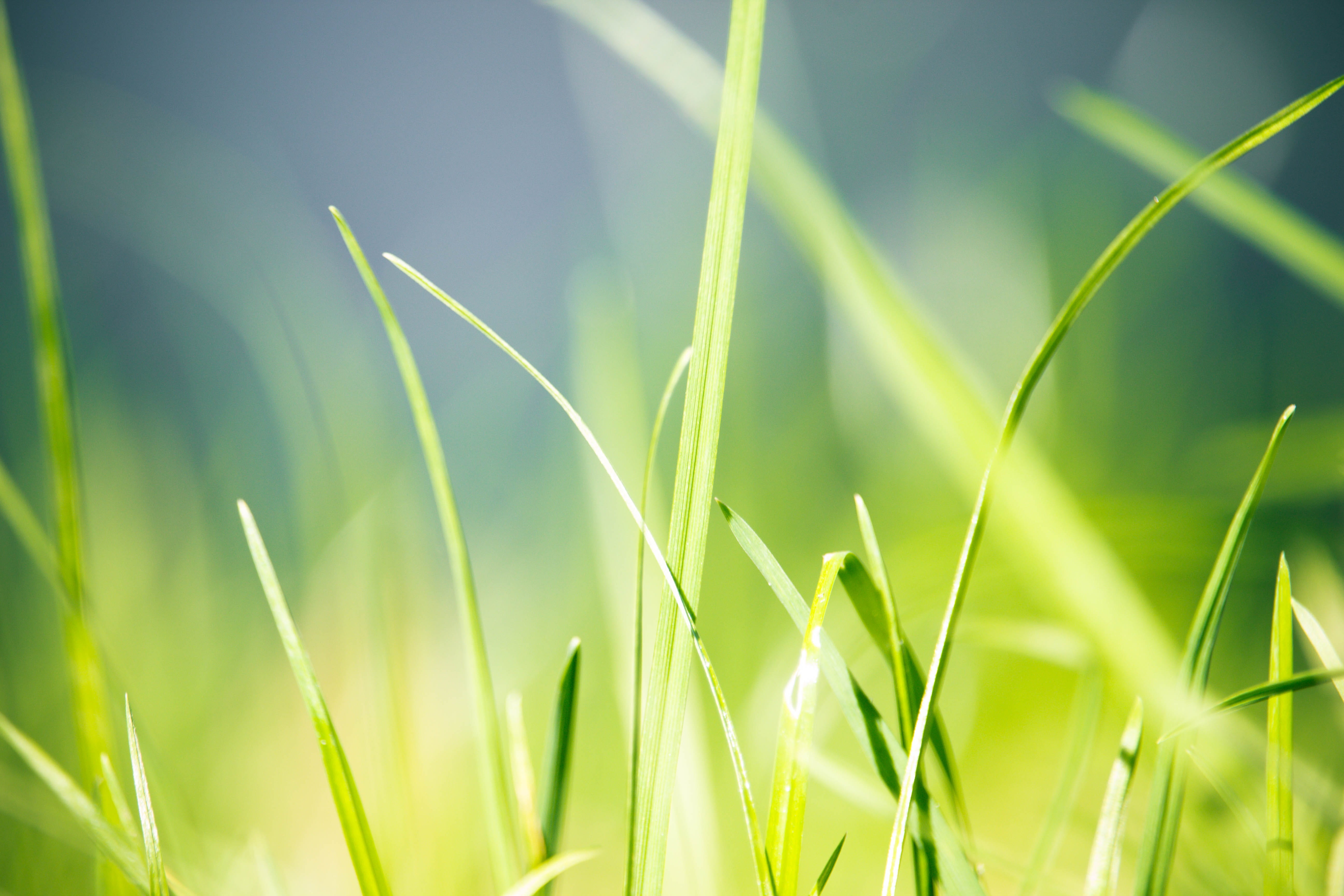 green, grass, nature, environment, trees, summer, texture, pattern