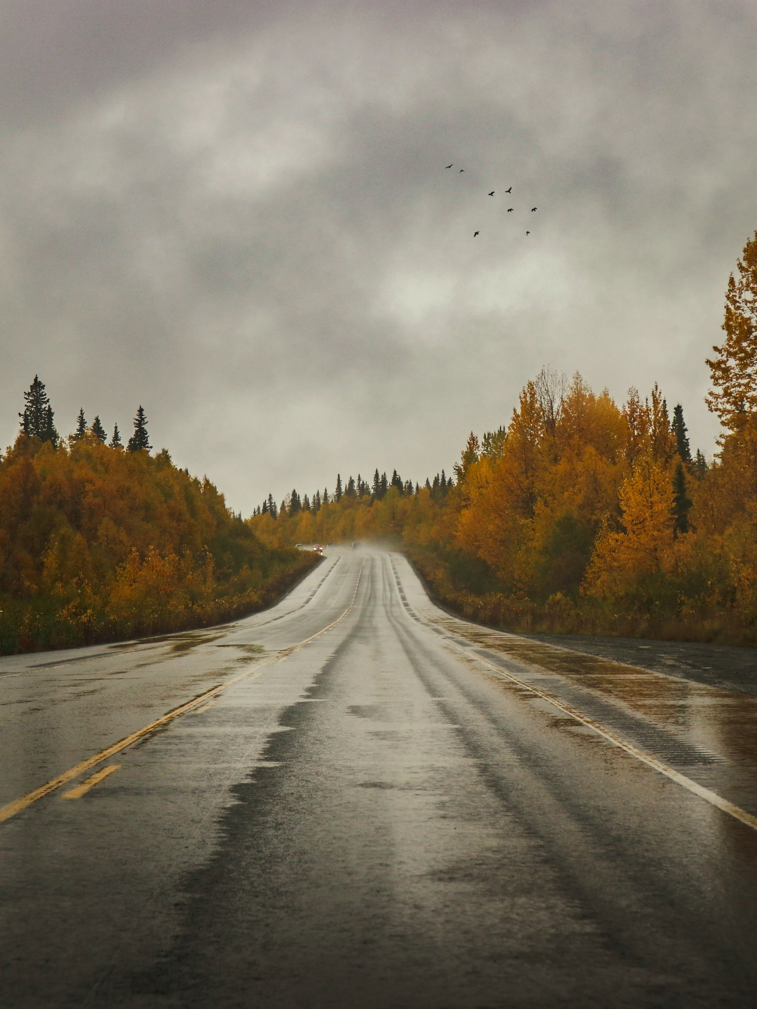empty road between trees, sky, the way forward, plant, direction
