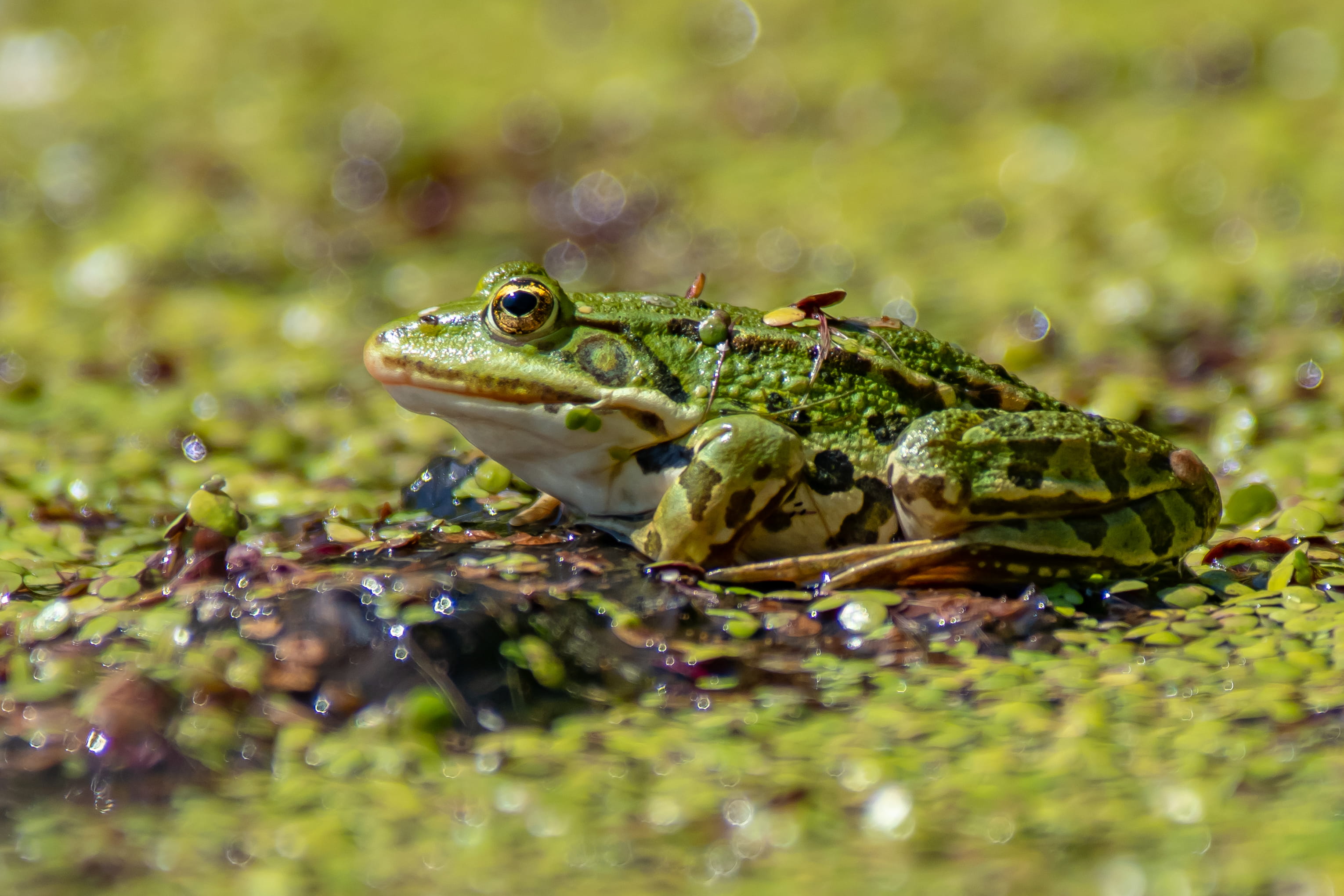 Free download | HD wallpaper: green and yellow toad on brown surface ...