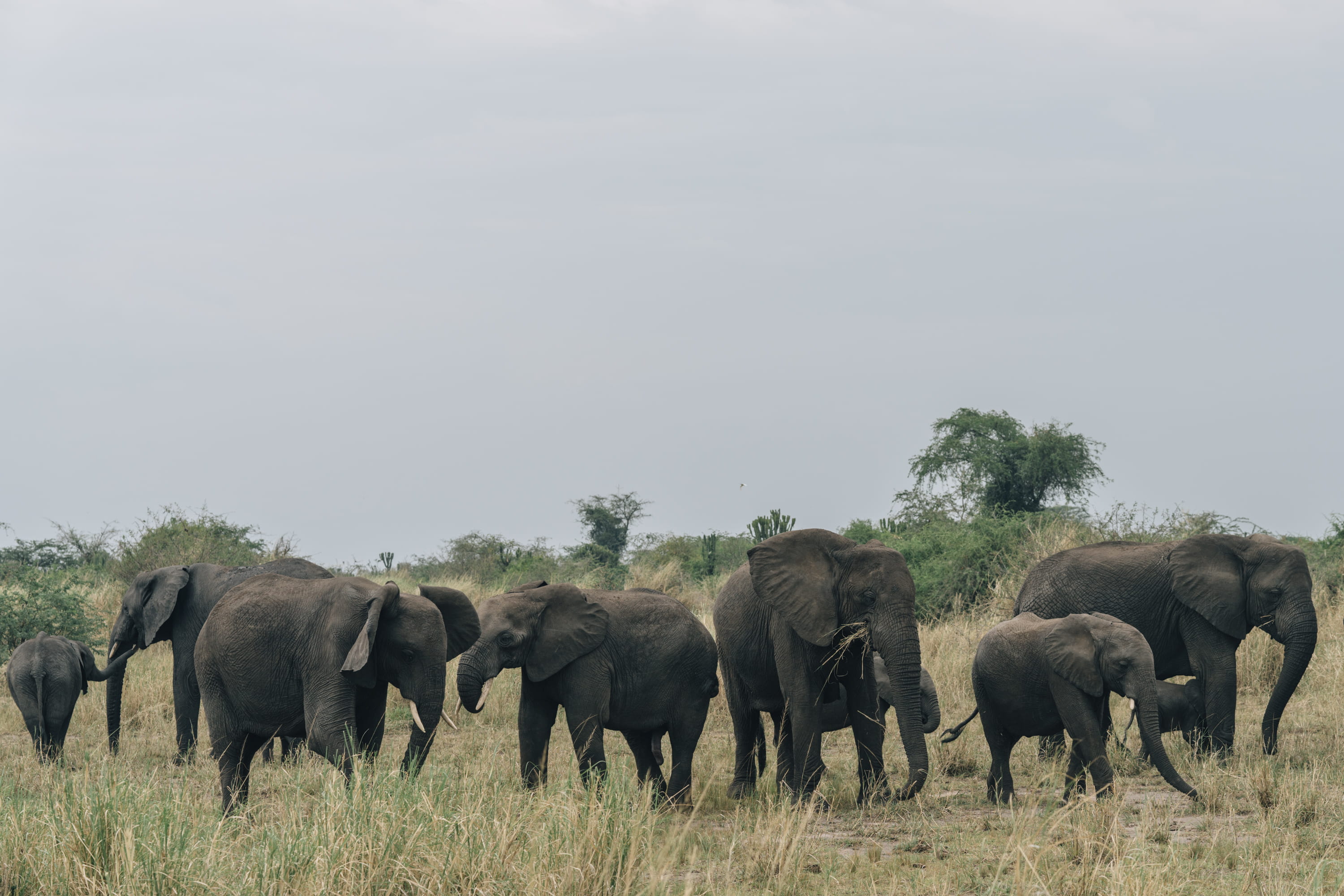group of elephants, wildlife, mammal, animal, outdoors, field