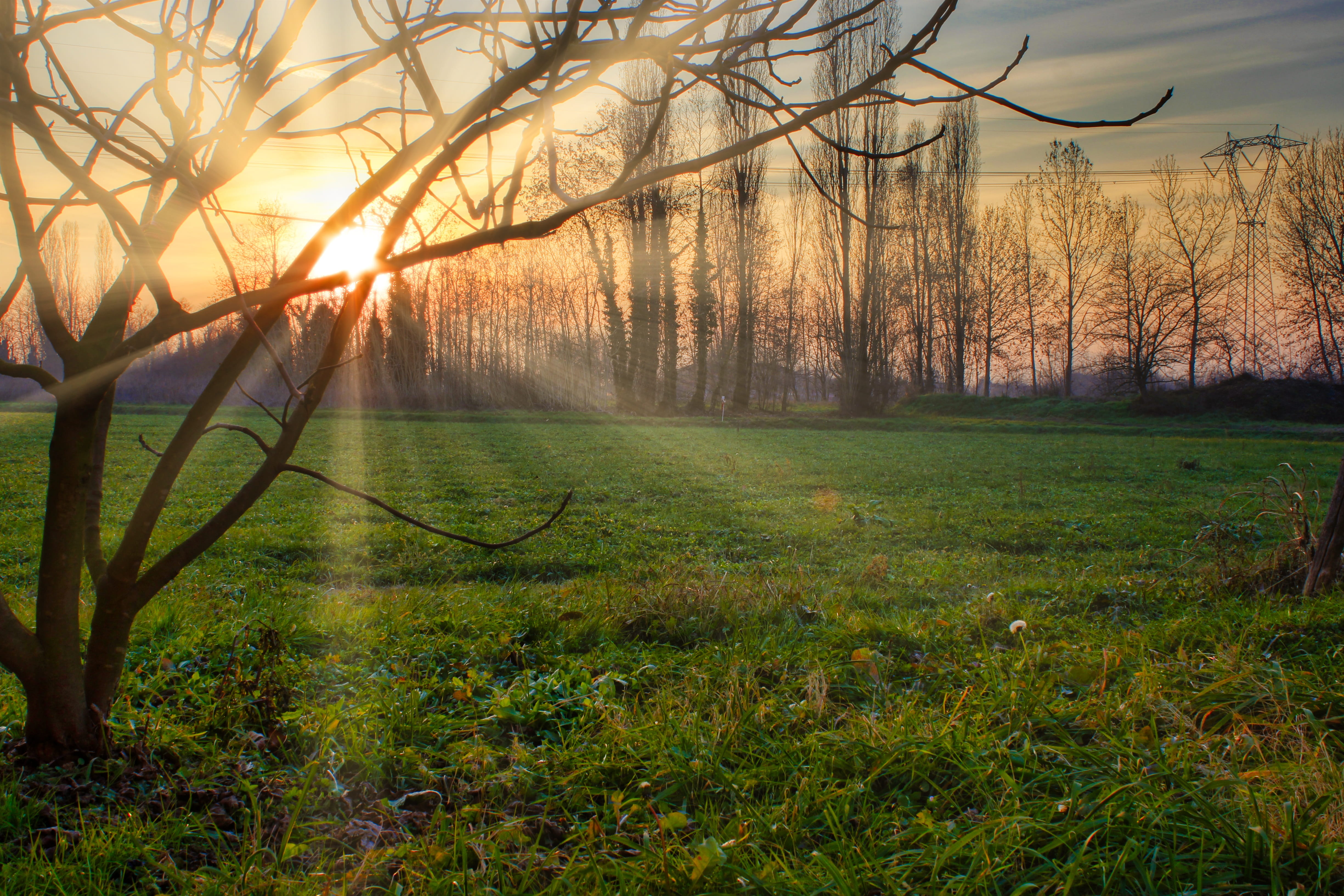sunset, trees, grass, field, light, colors, twilight, landscape