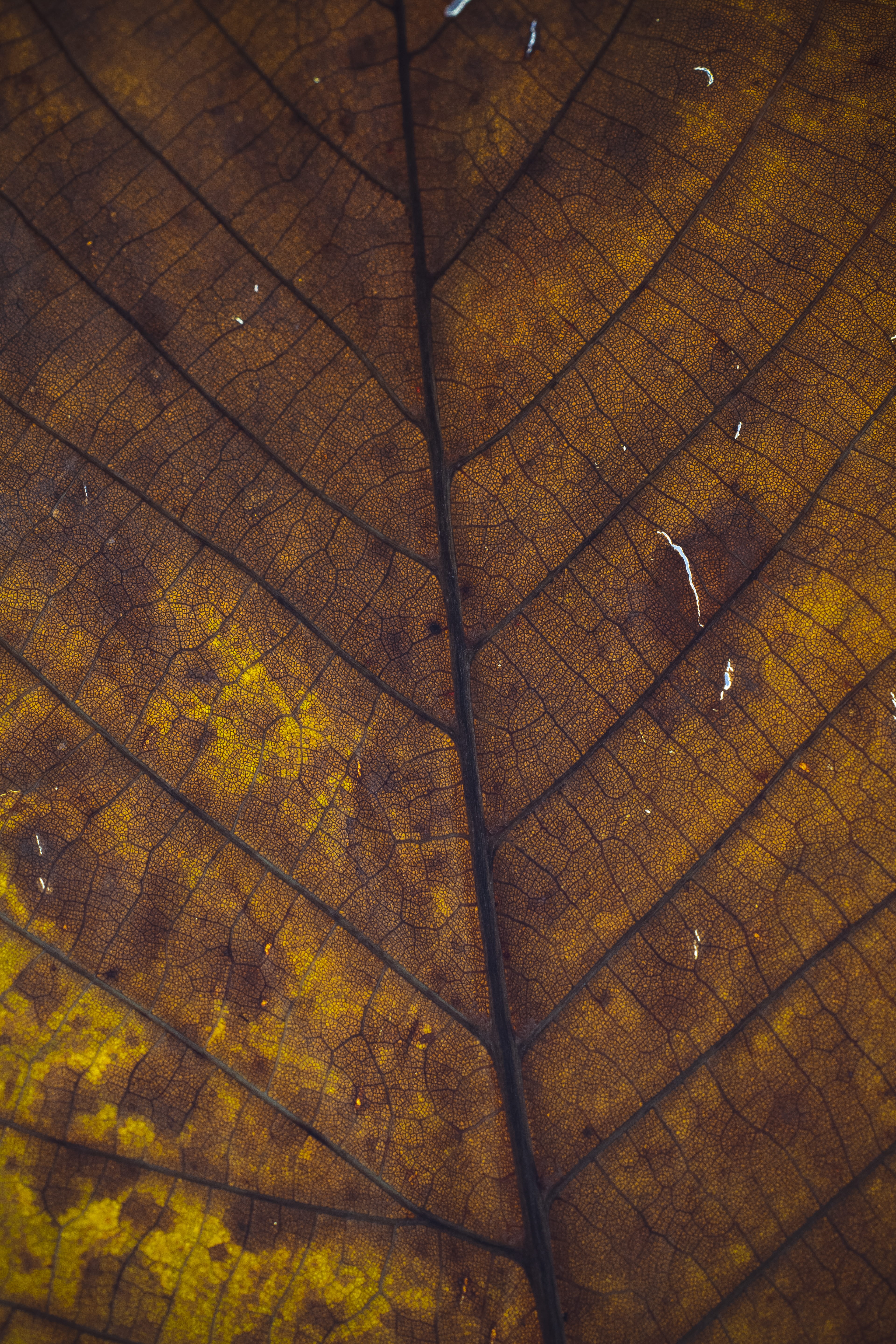 brown leaf, full frame, no people, backgrounds, high angle view