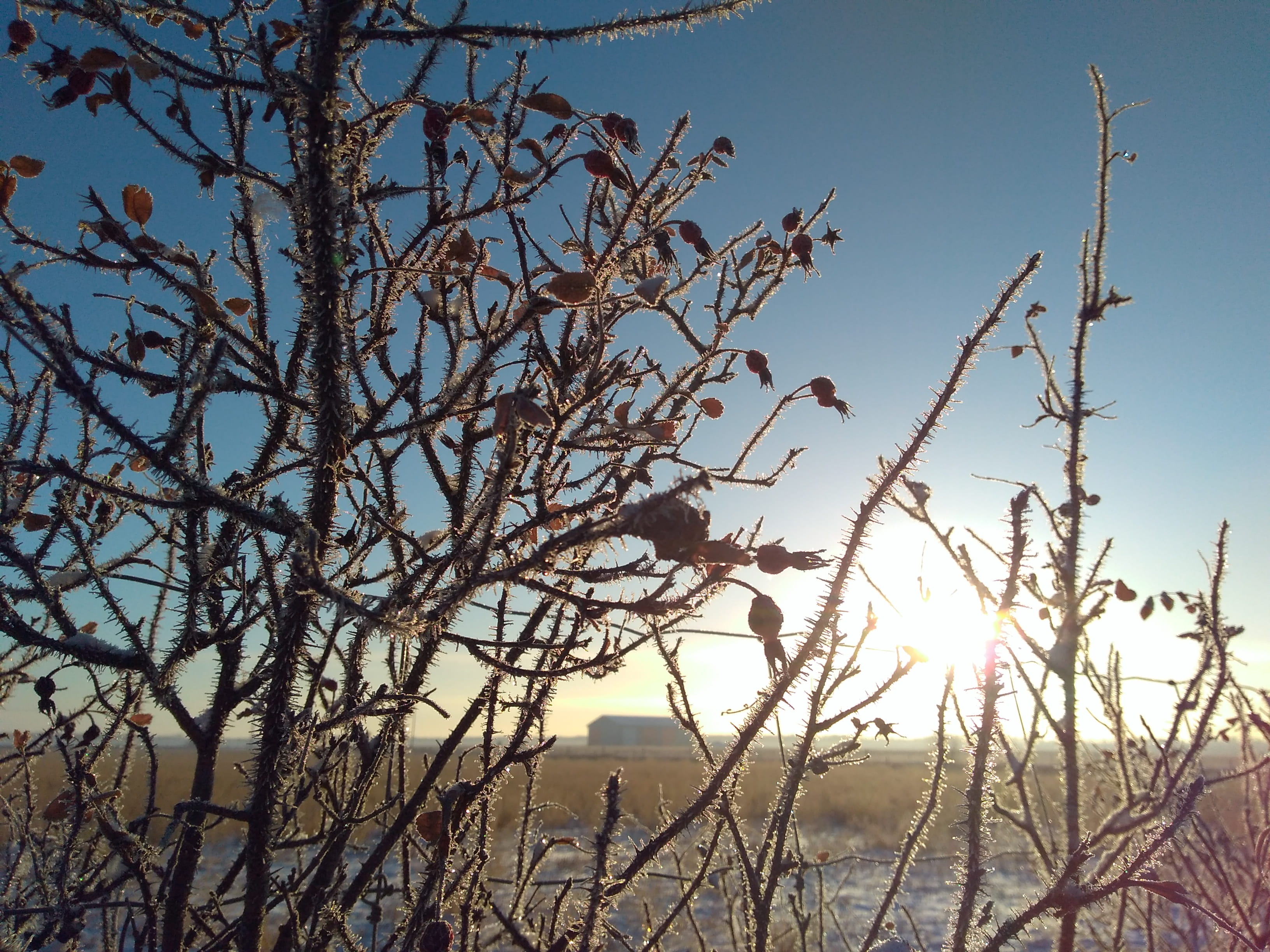 canada, clairmont, range rd 193, plant, sky, tree, bare tree