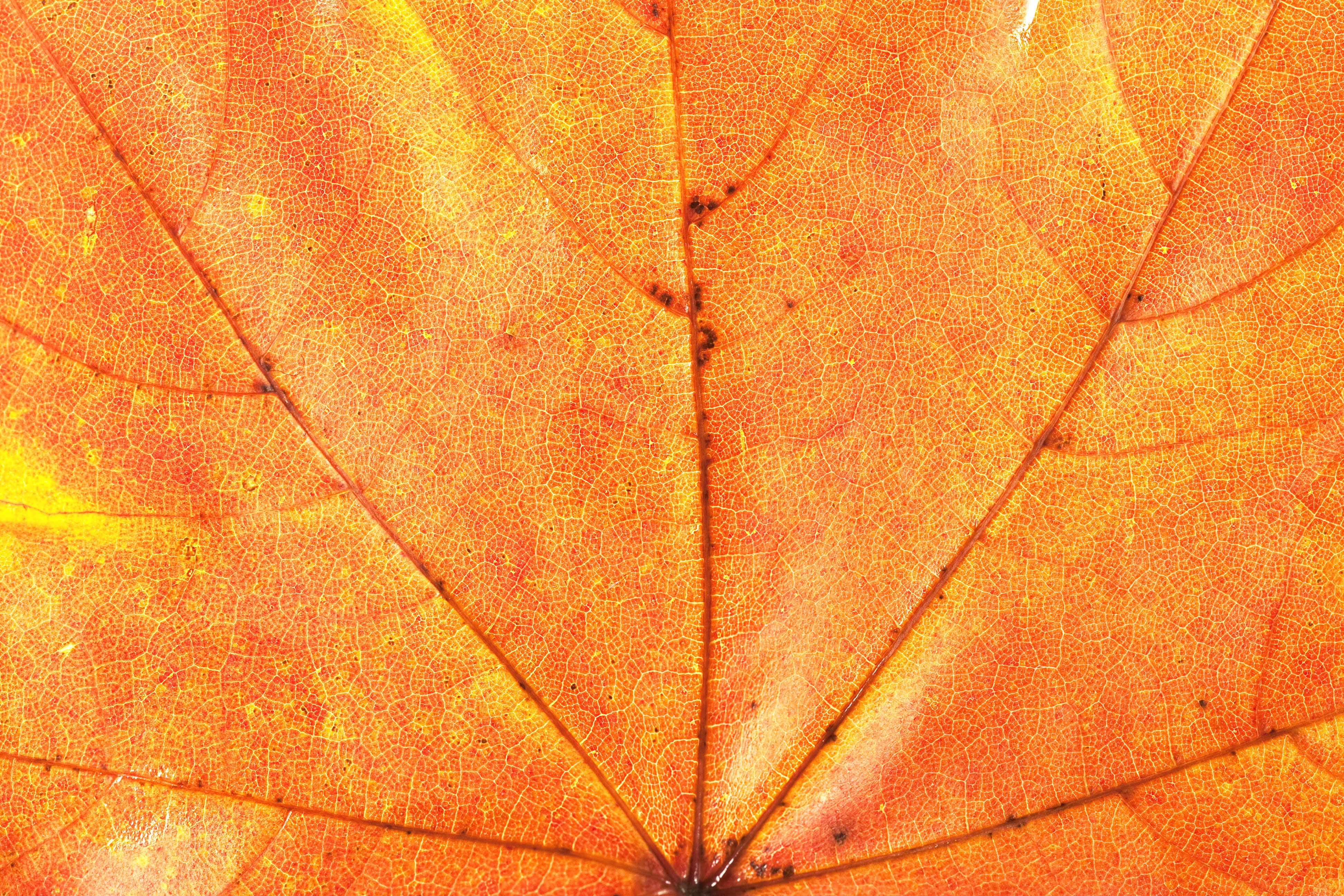 leaf, close-up, orange color, full frame, backgrounds, pattern