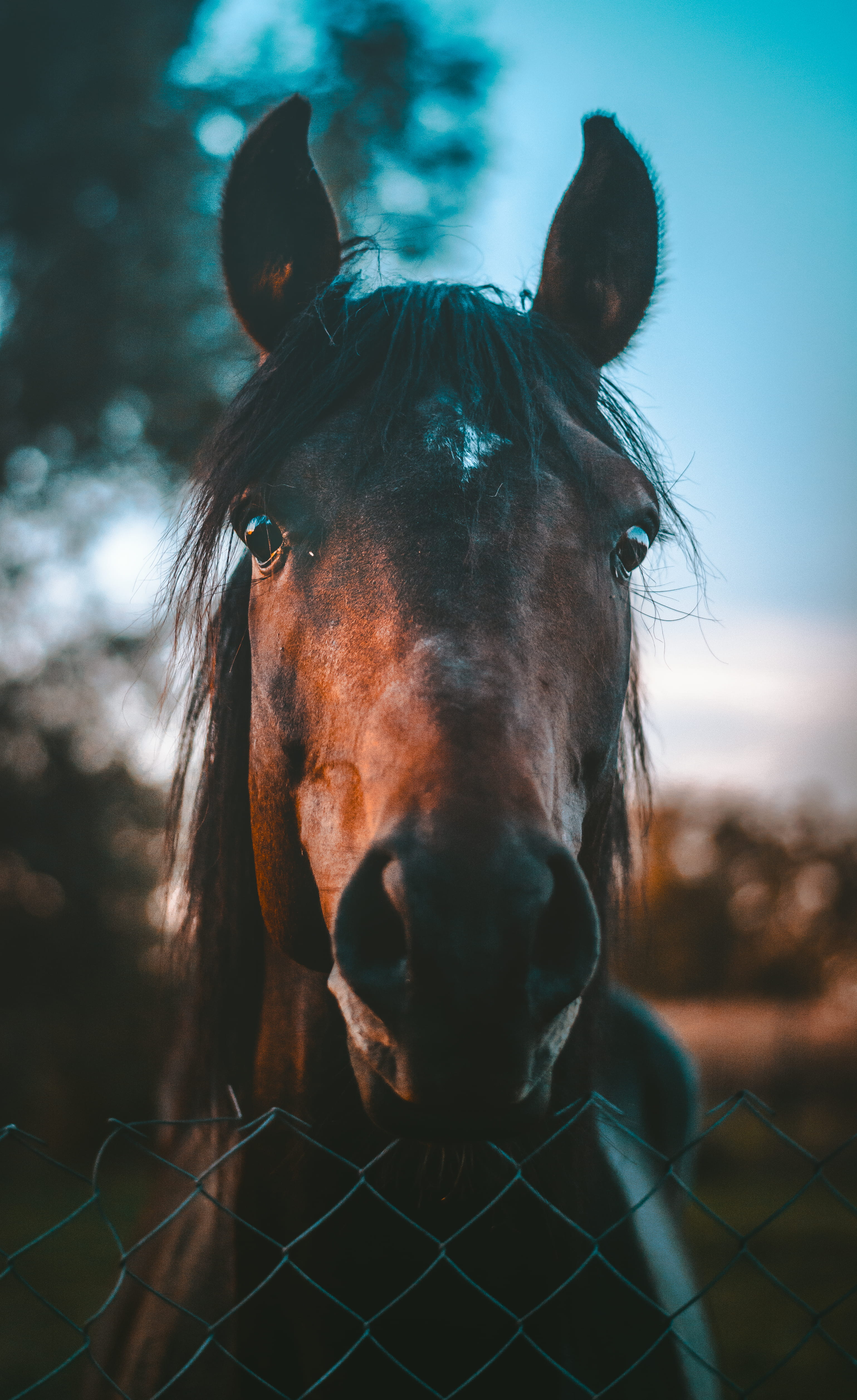 brown horse, animal, iphone wallpaper, download, fall, autumn