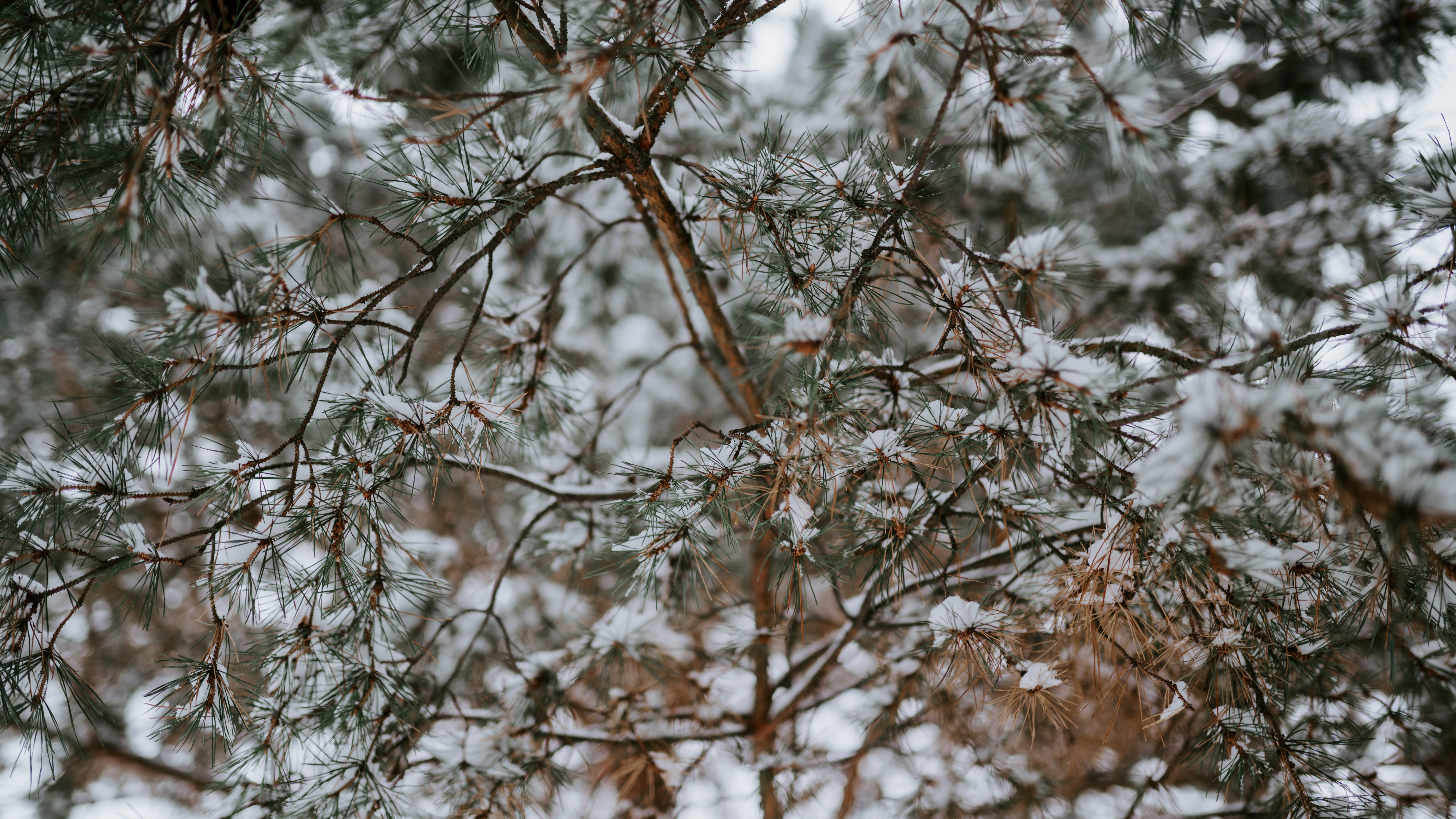 snow, tree, texture, winter, green, pine, plant, cold temperature