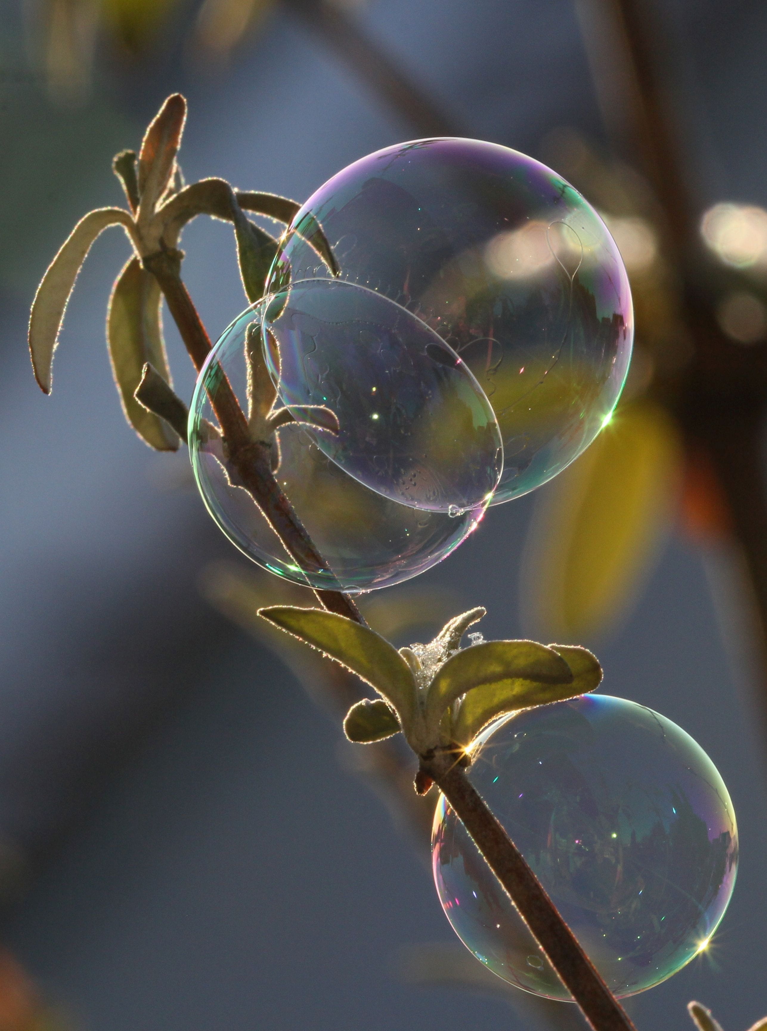 soap bubble, light, ease, reflection, vulnerability, fragility