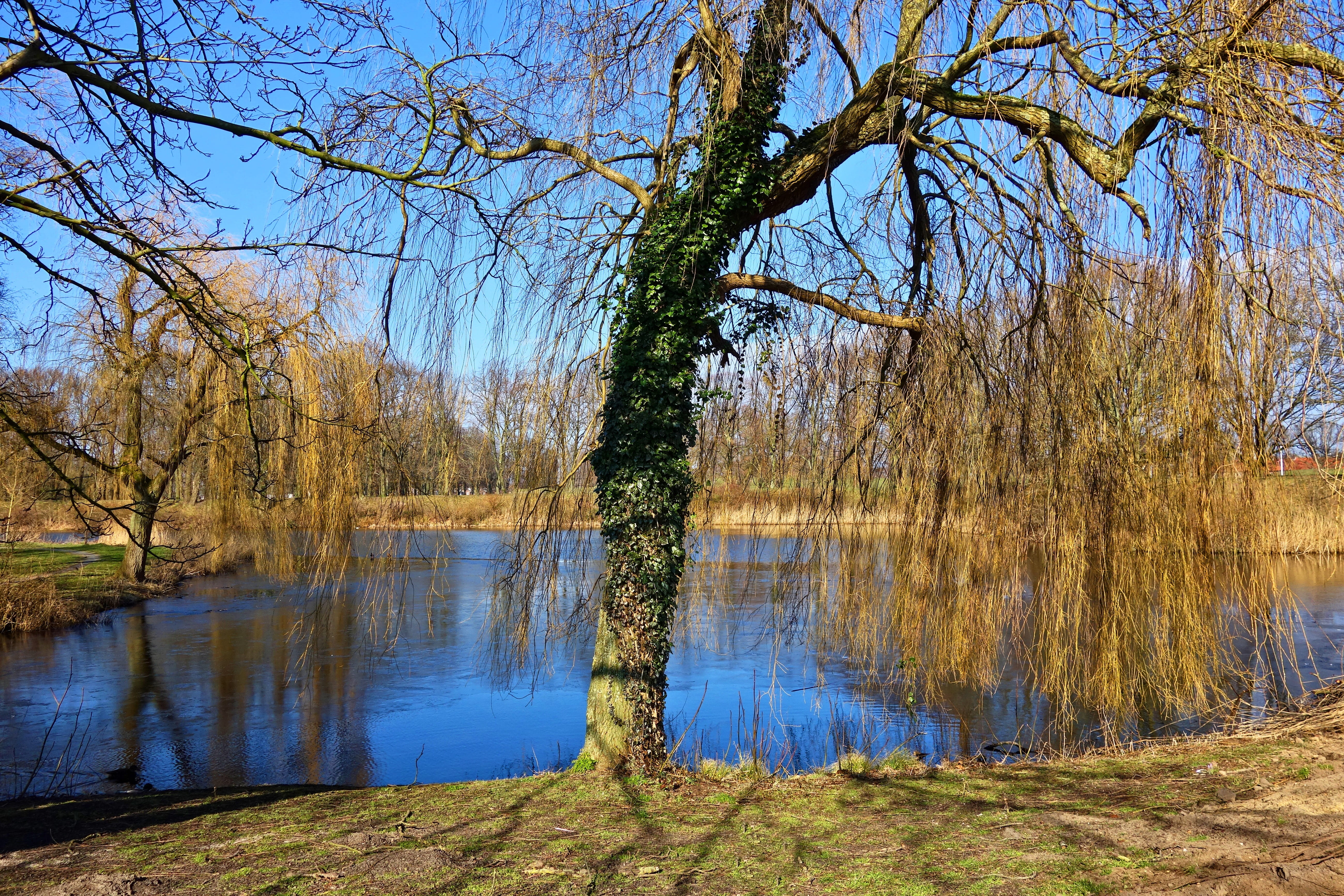 weeping willow, tree, bare tree, winter tree, lake, park, scenic
