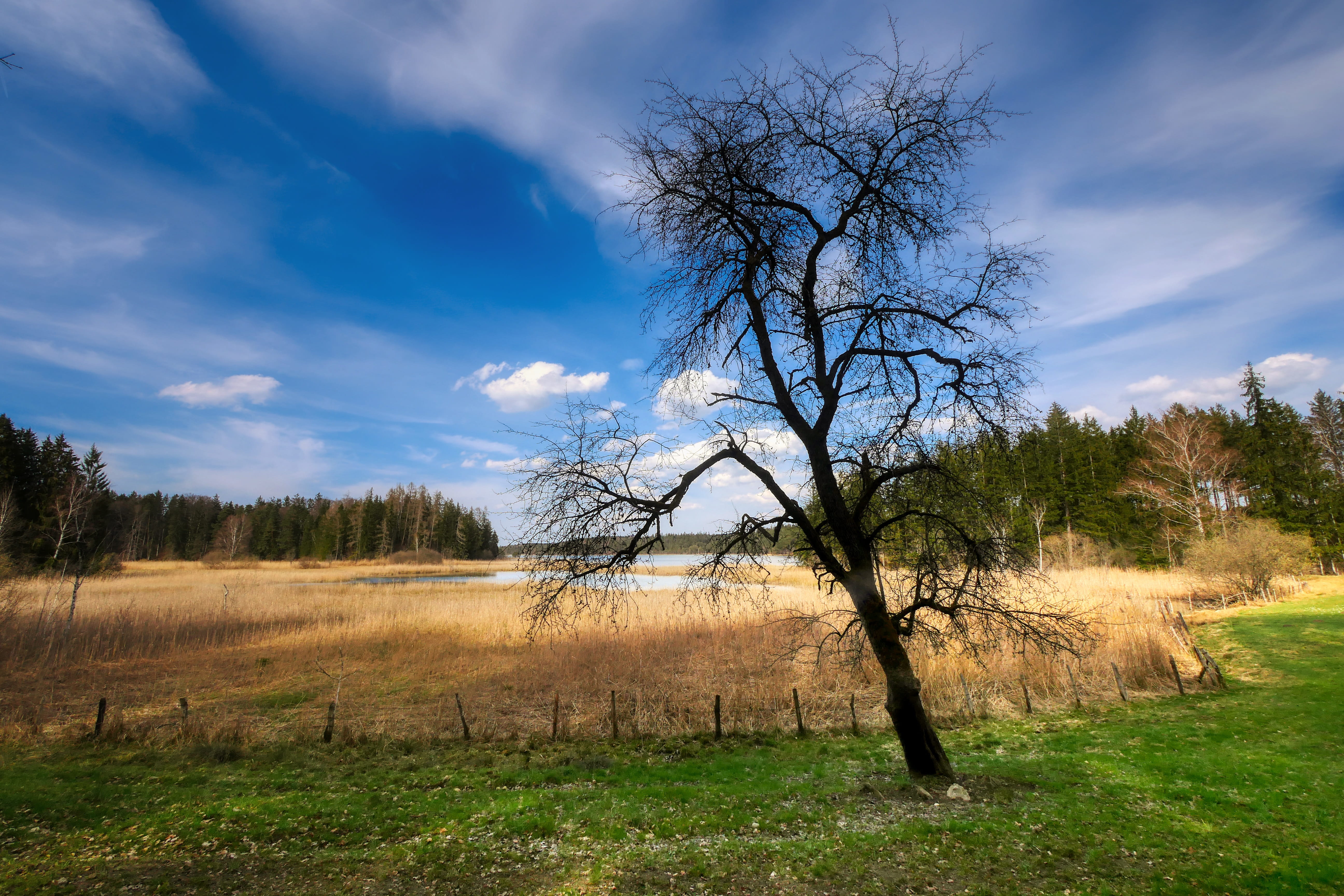 tree, glade, forest, landscape, meadow, reed, light, green