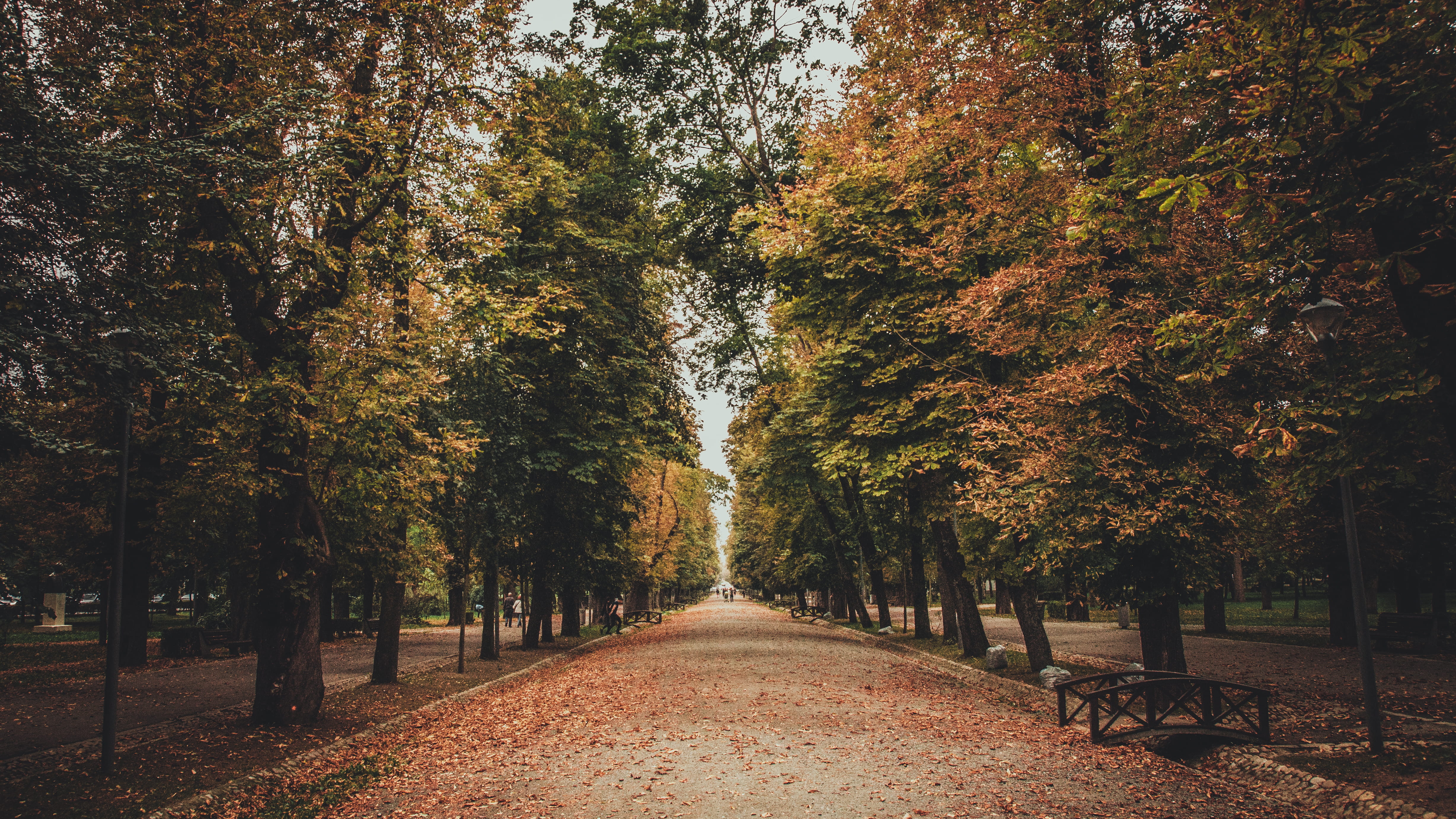 Pathway Surrounded by Trees, daylight, environment, landscape