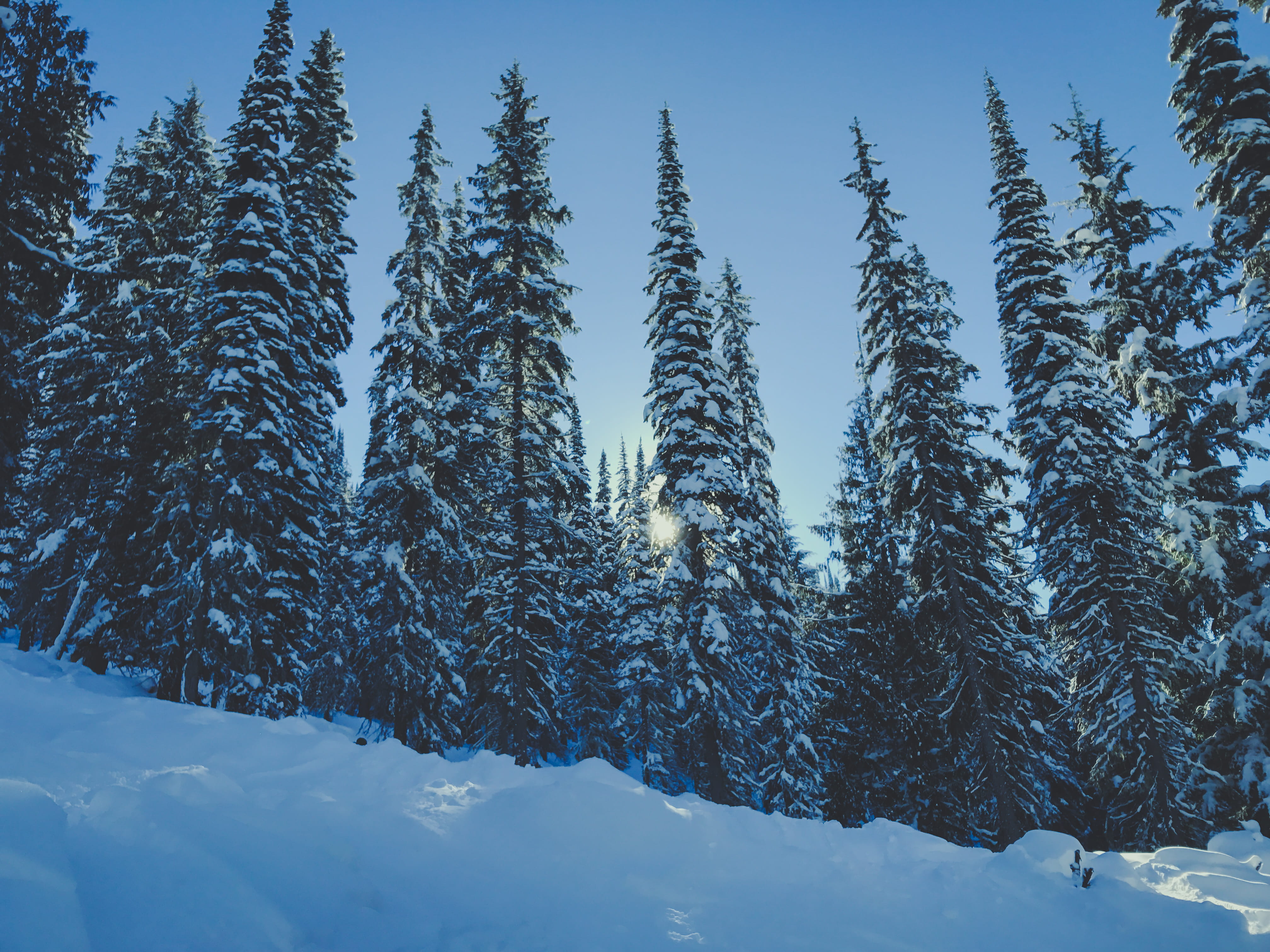 pine tree covered with snow, cold temperature, winter, plant