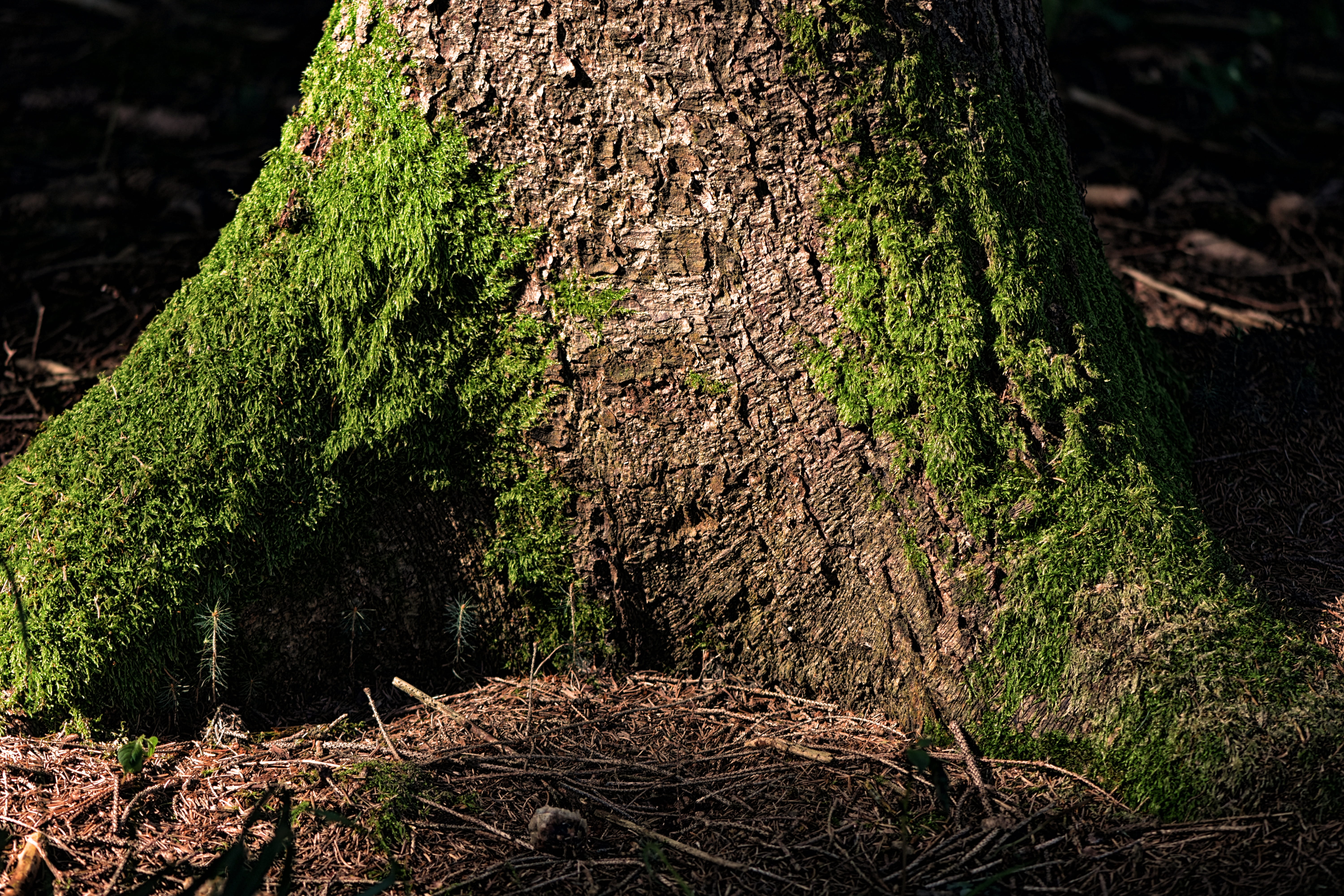 tree, forest, moss, nature, log, bark, structure, plant, land