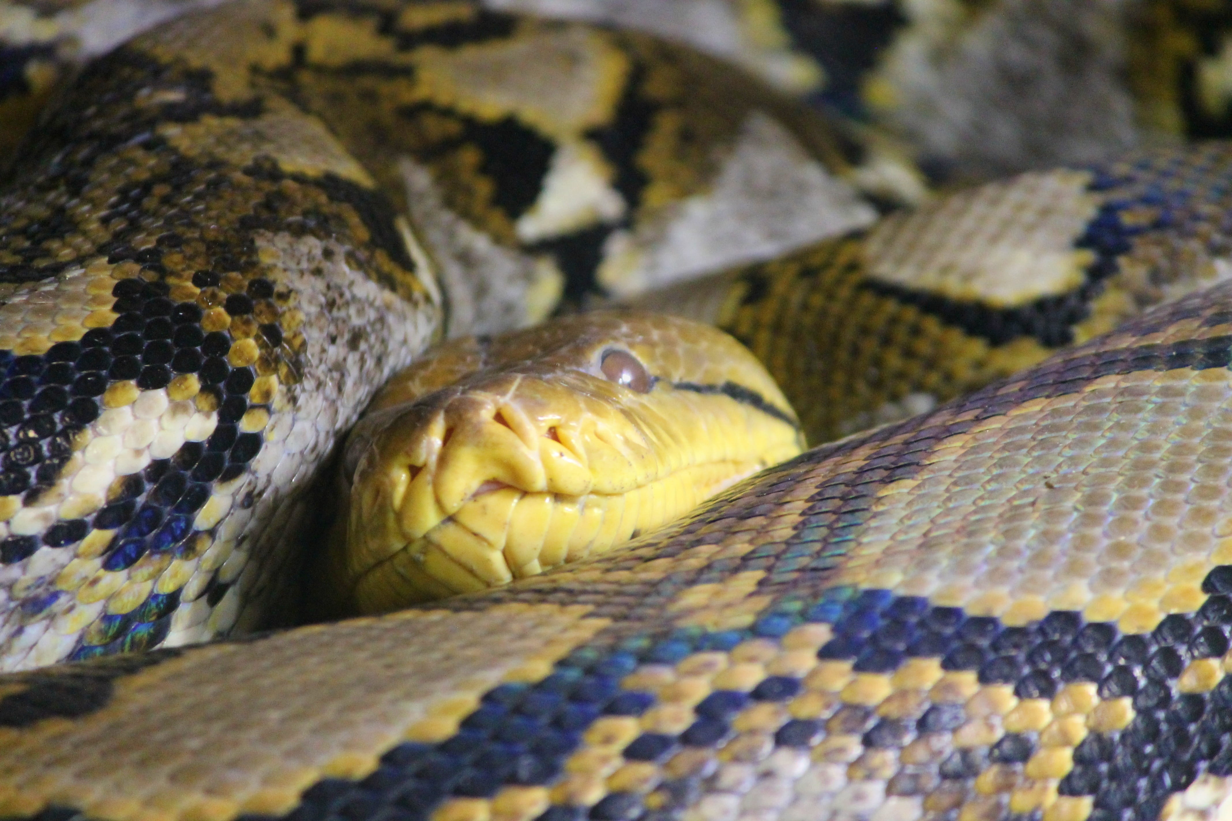 snake skin, python, net python, head, snakehead, sleep, reptile