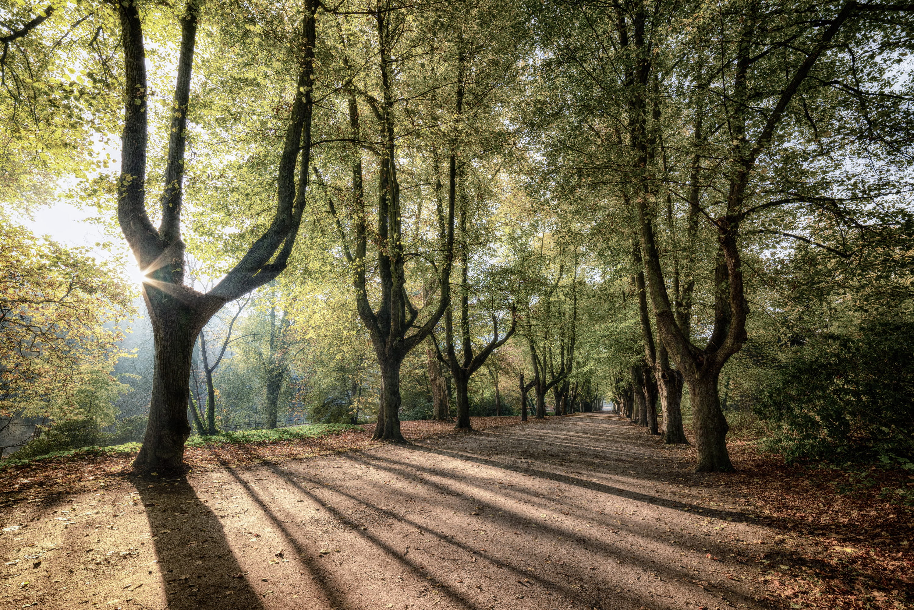 brown pathway surrounded by trees, plant, tree trunk, nature