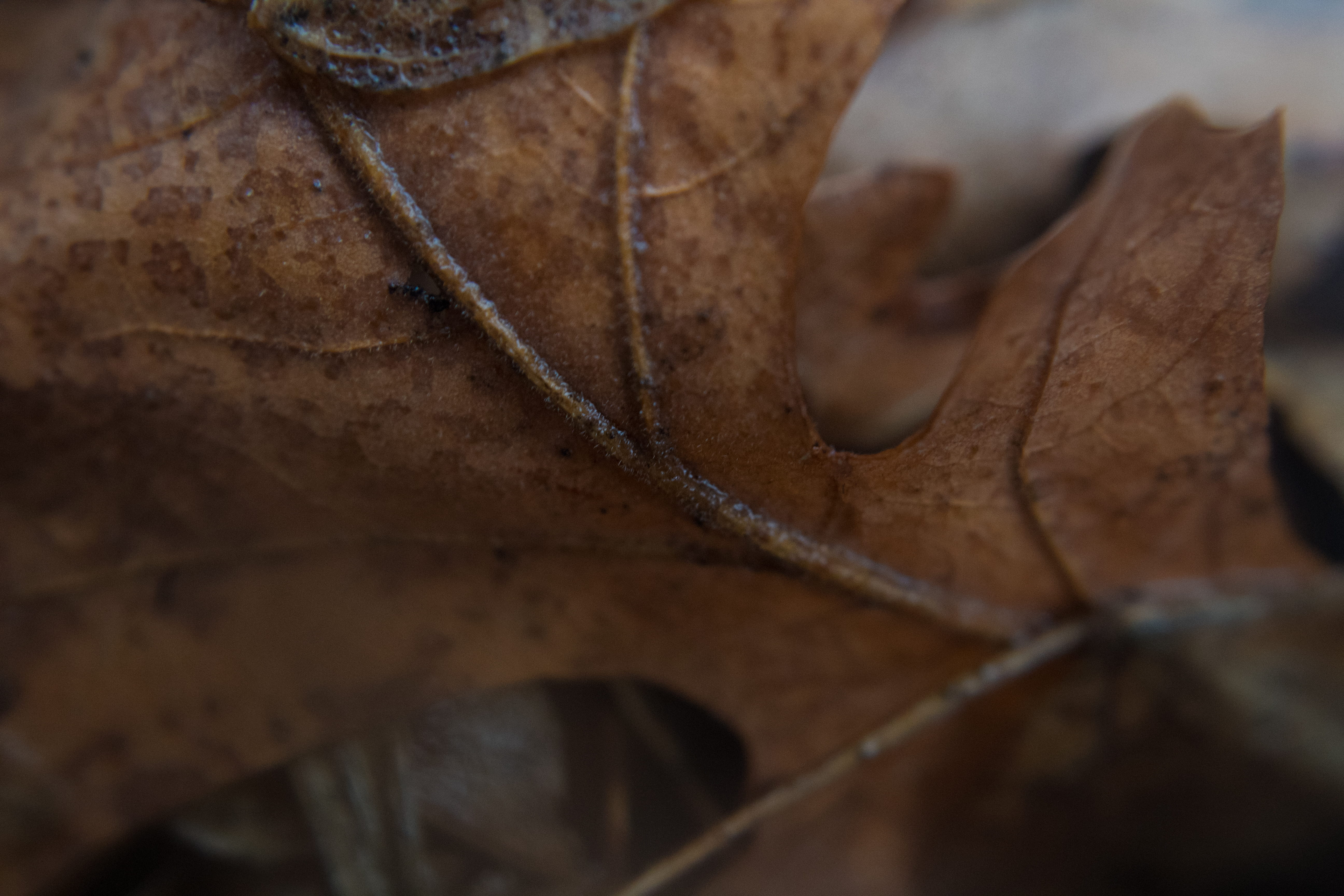 leaf, texture, macro, selective focus, close-up, no people