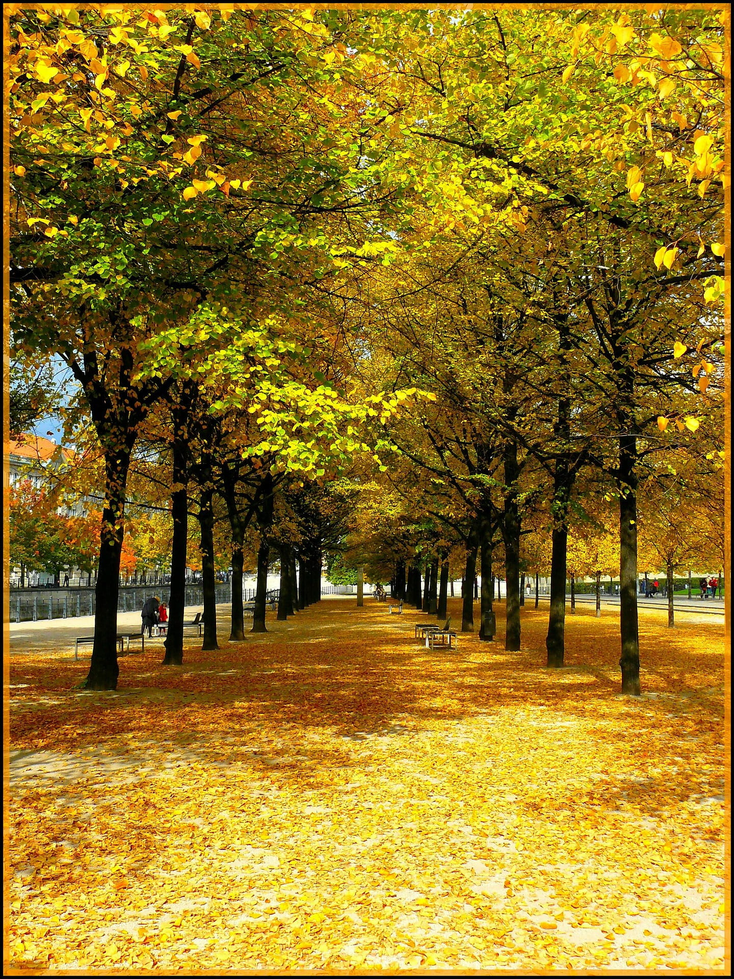 way, path, autumn, fall, tree, plants, change, park, growth