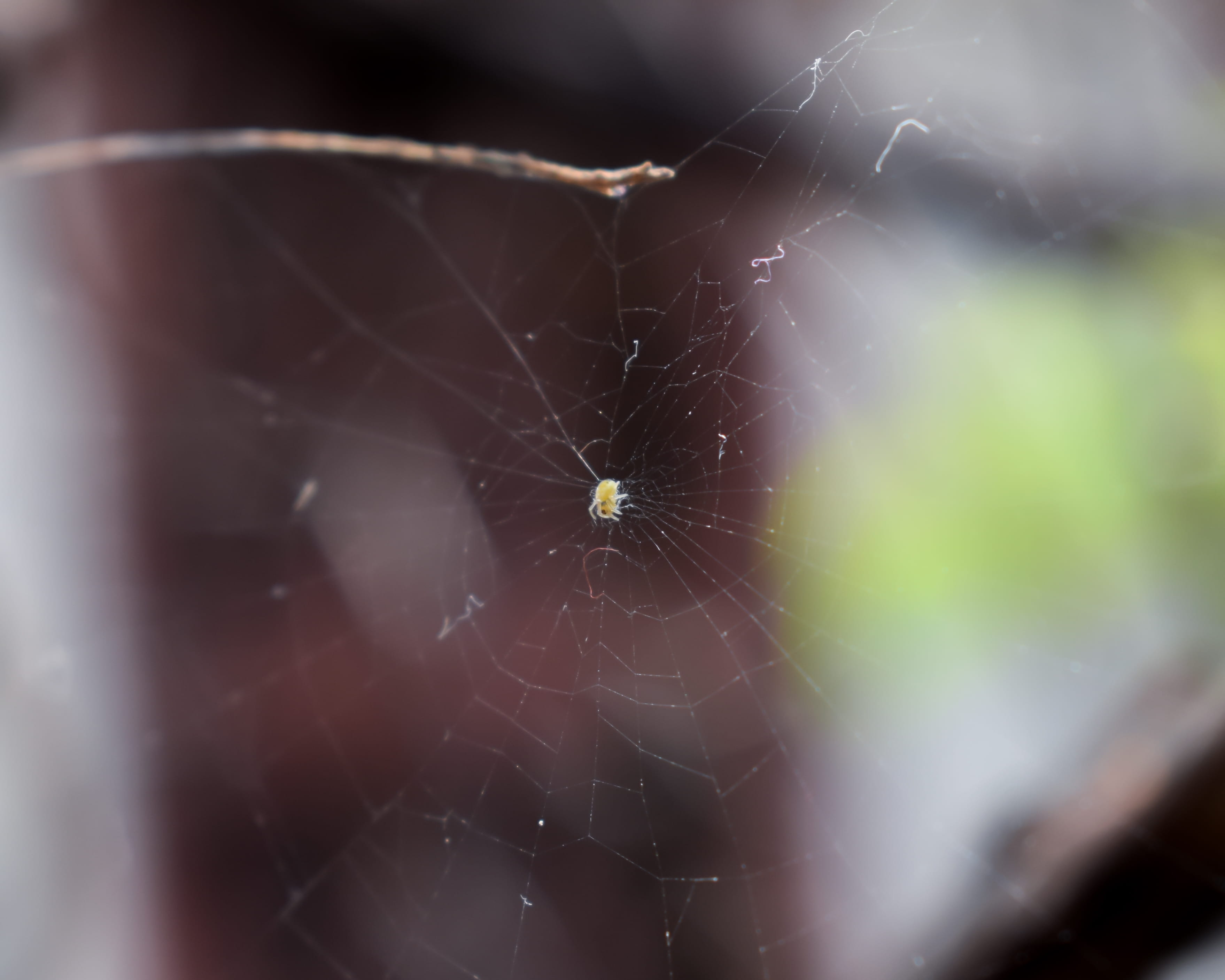 spide, web, macro, spider web, invertebrate, fragility, animal