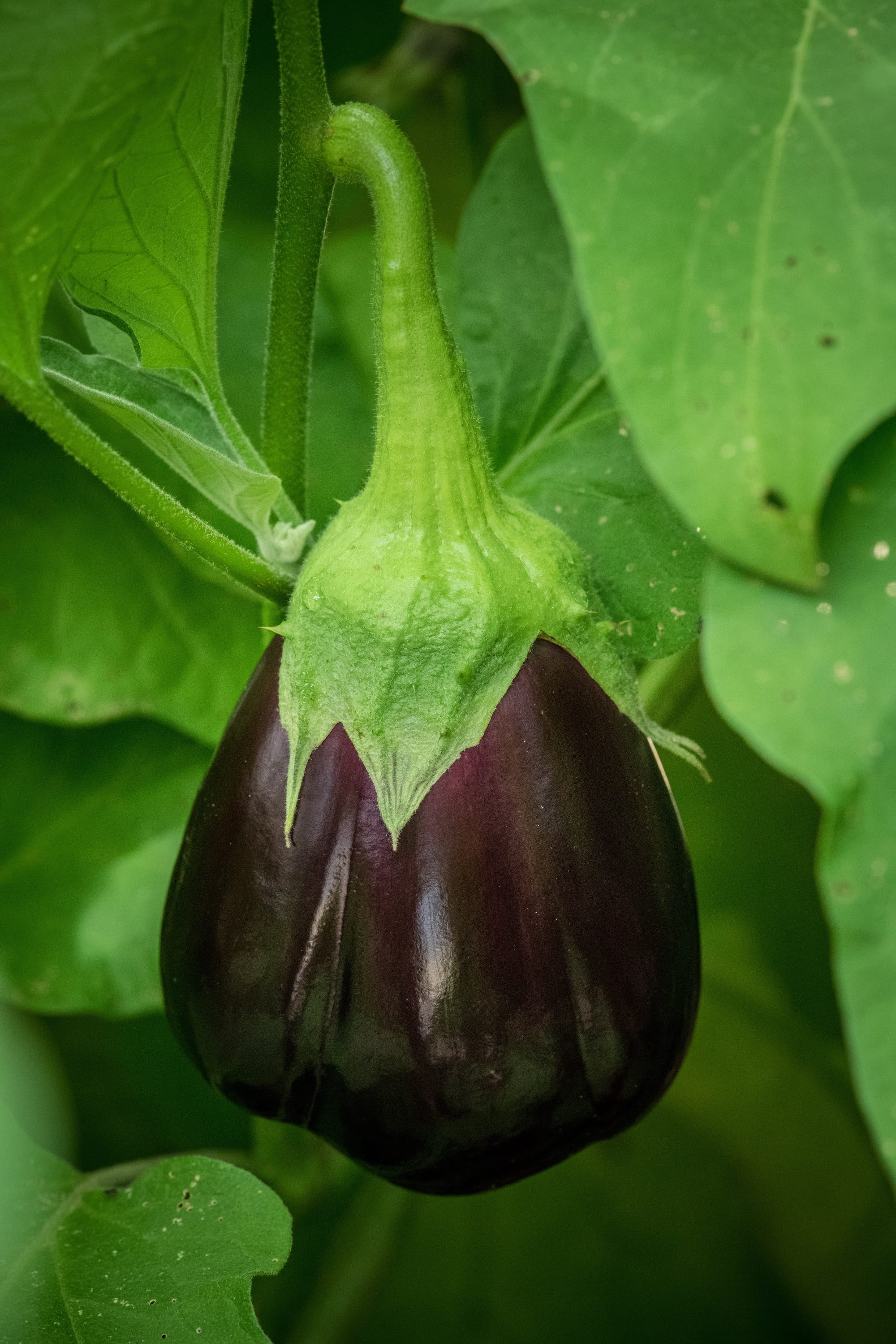 eggplant, aubergine, solanum melongena, raw, fresh, close up