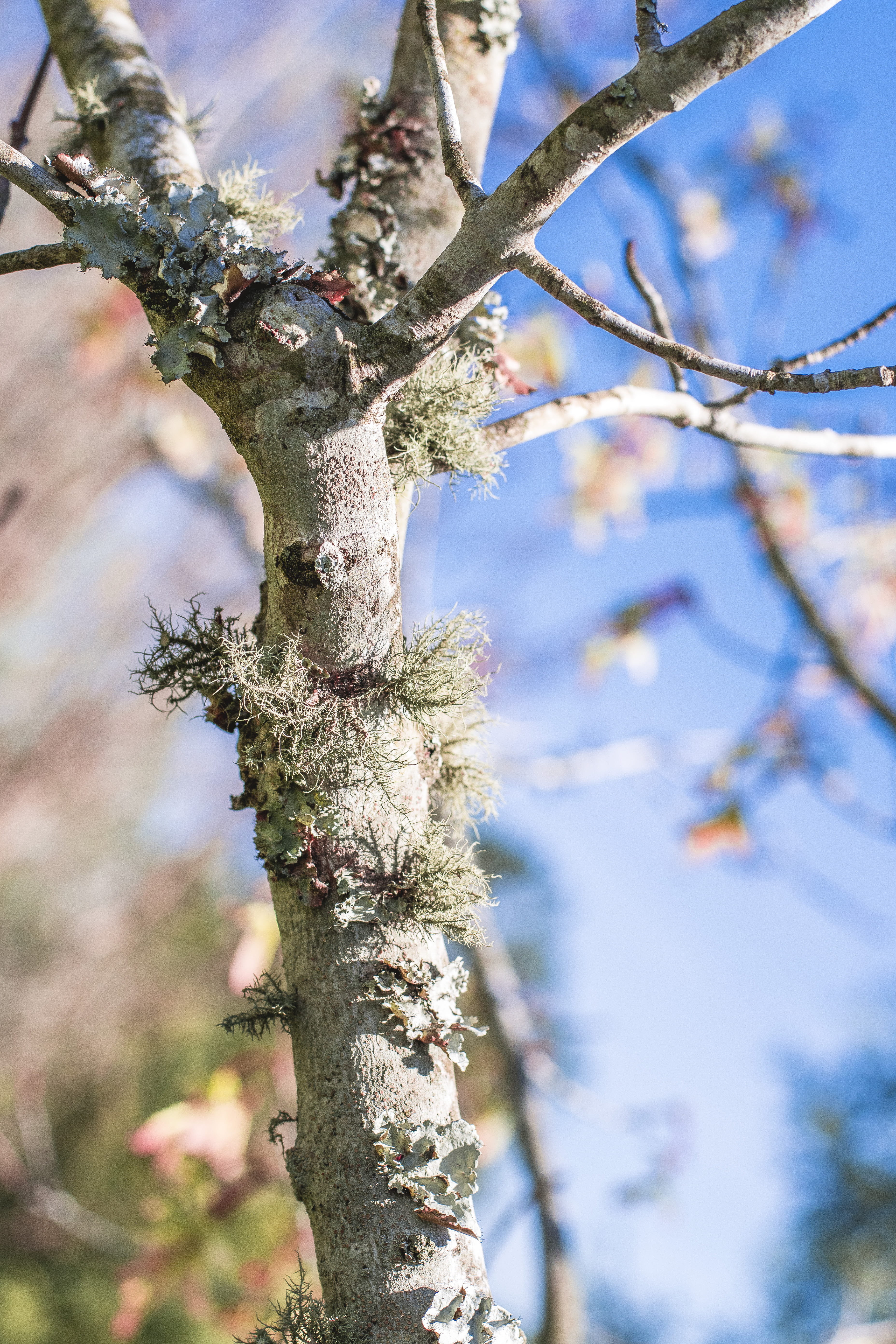 close-up photography of bare tree, plant, tree trunk, blossom