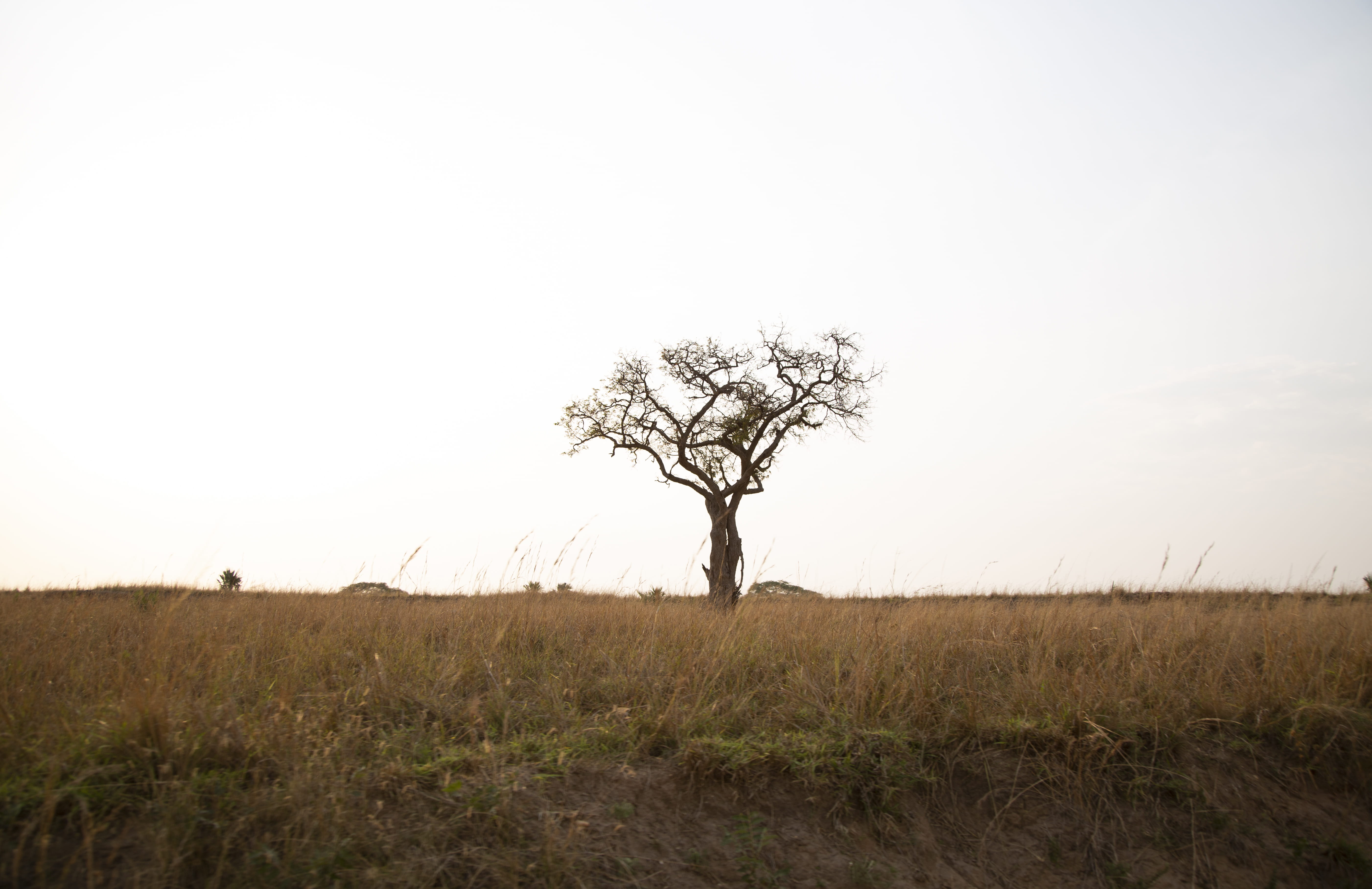 bare tree under blue sky, landscape, environment, field, plant