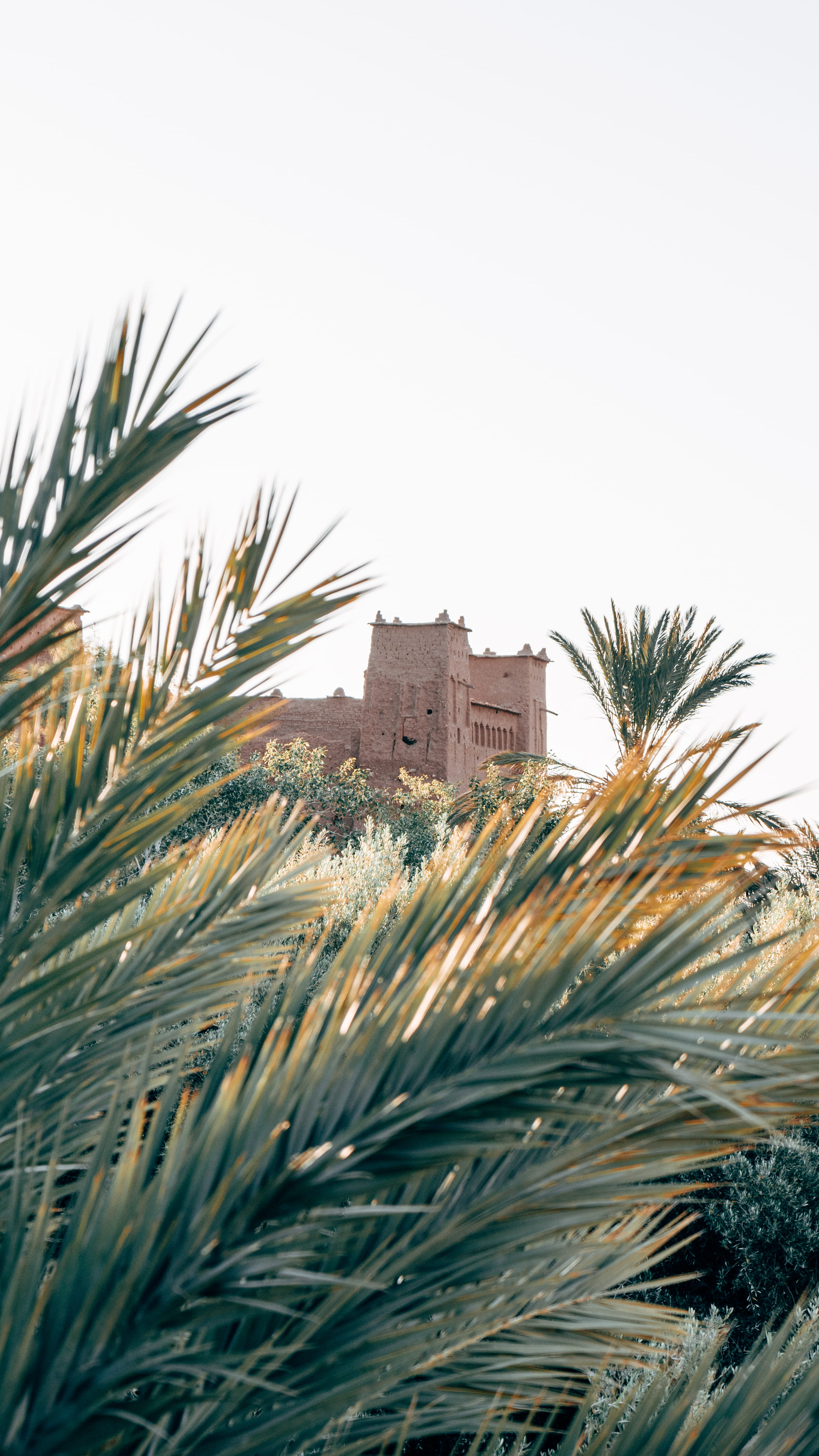green palm tree, architecture, built structure, building exterior