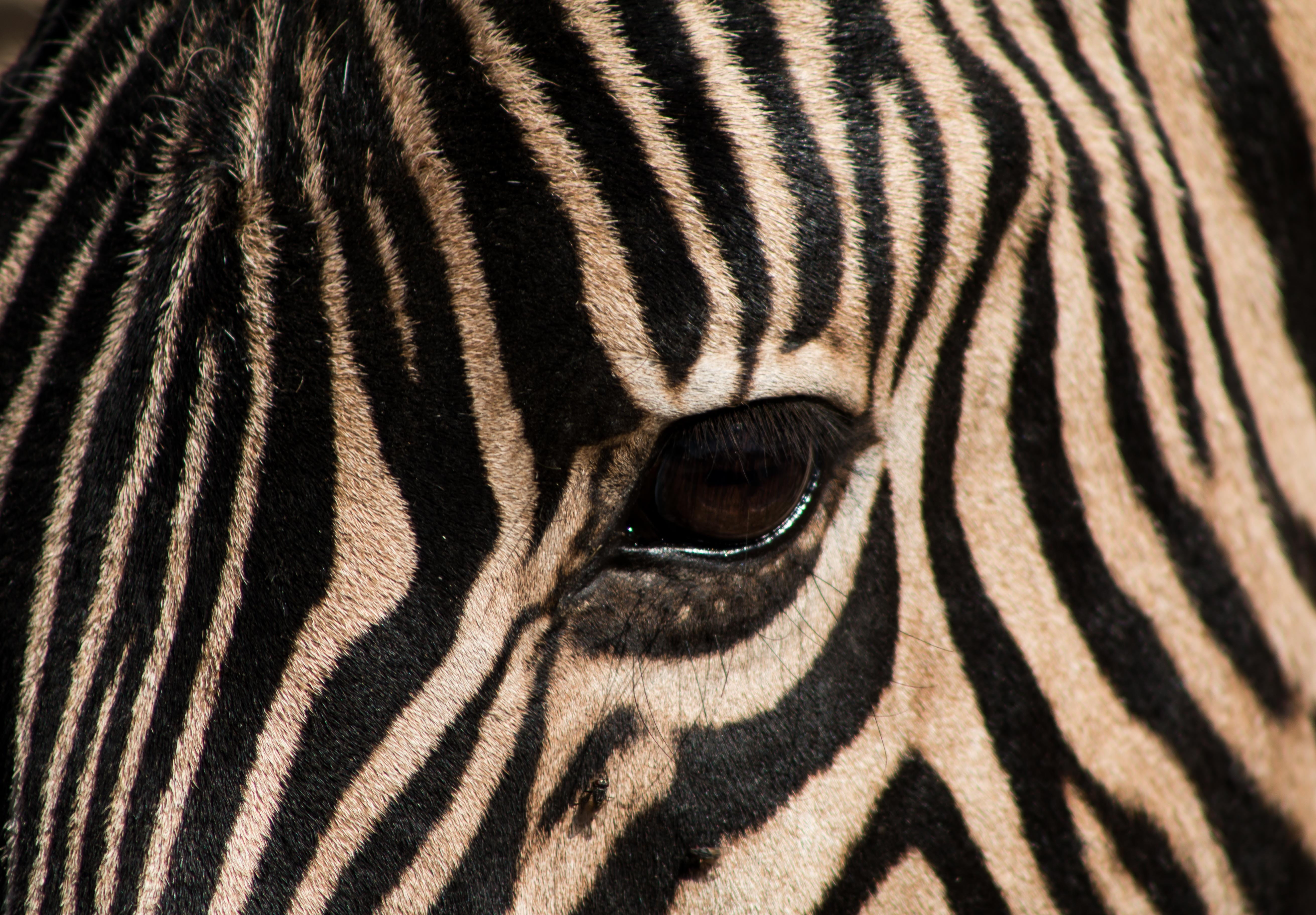 south africa, brits, dikhololo game reserve, zebra, animal