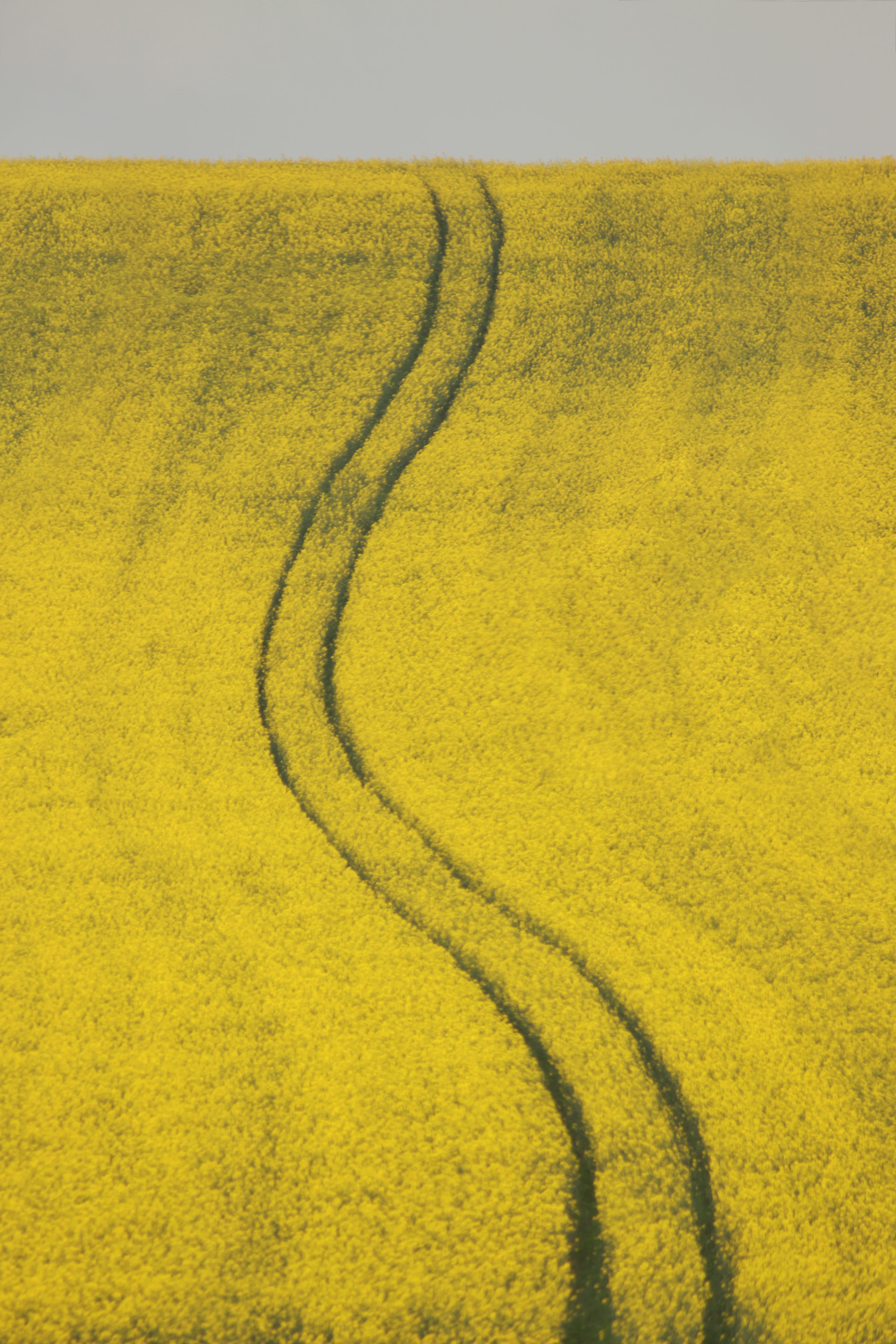 grass zig zag pathways, yellow, landscape, no people, environment