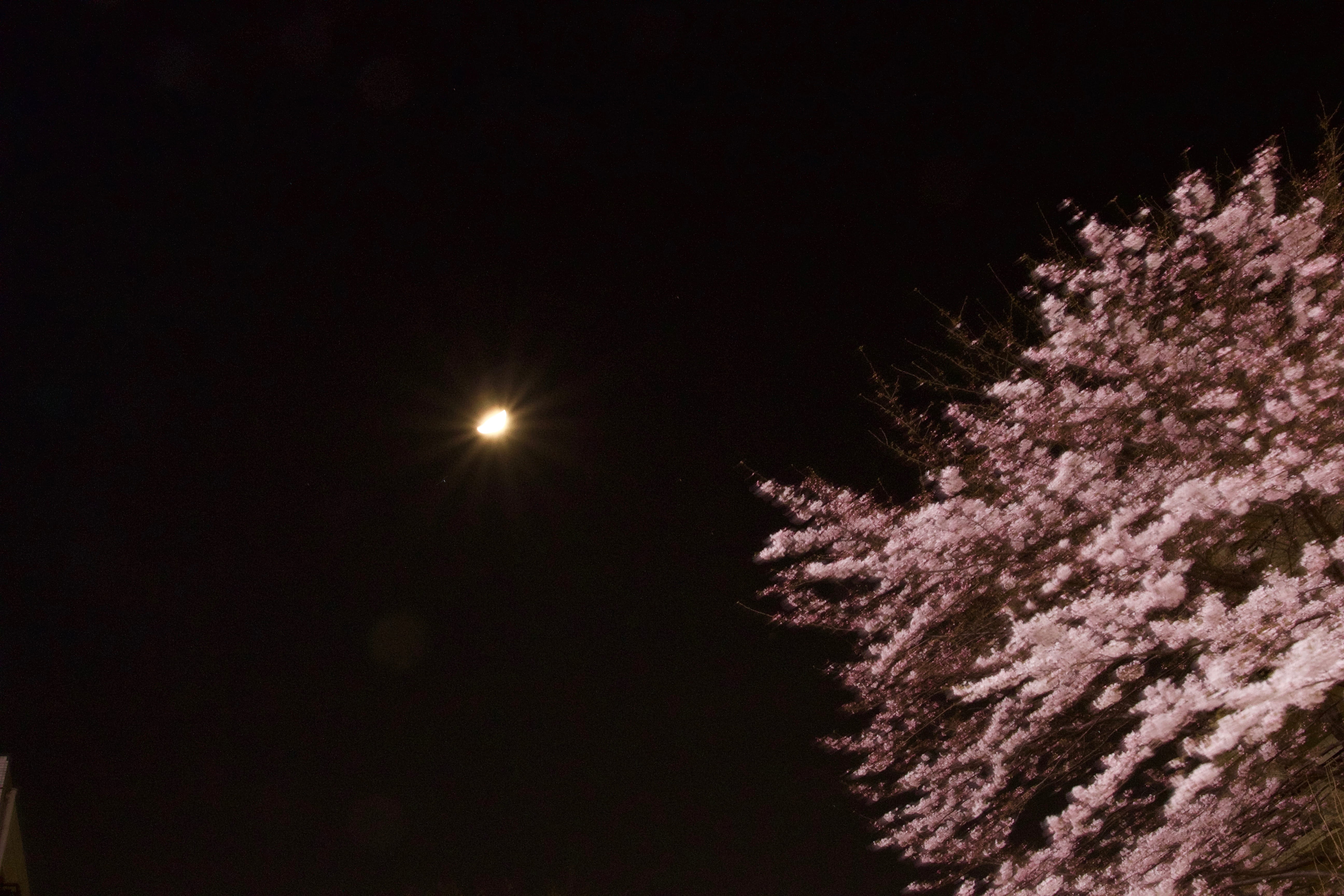 japan, sagamihara, sagamiono, moon, kanagawa, sakura, asia