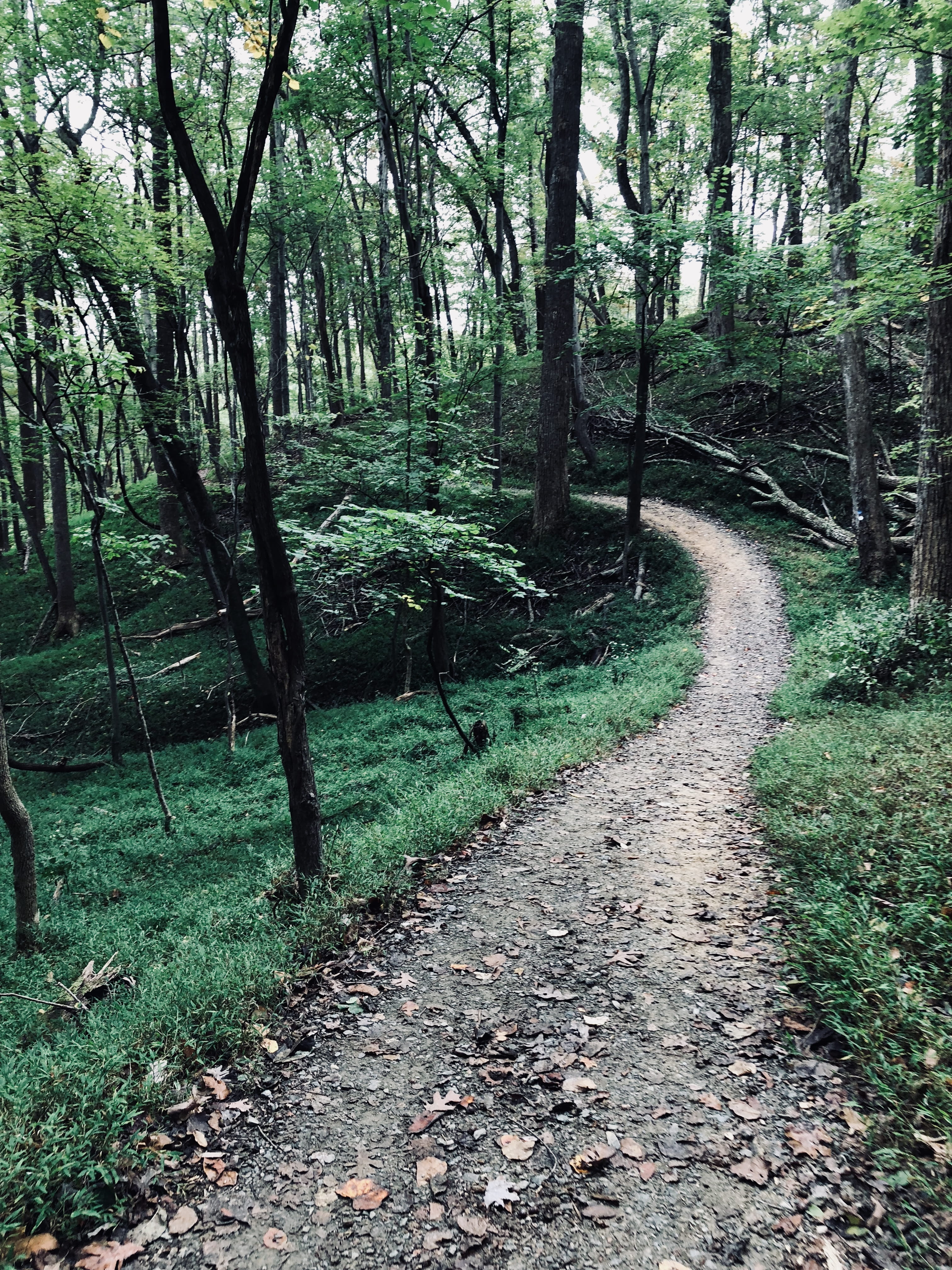 mountains, trail, path, woods, unknown, hike, adventure, tree