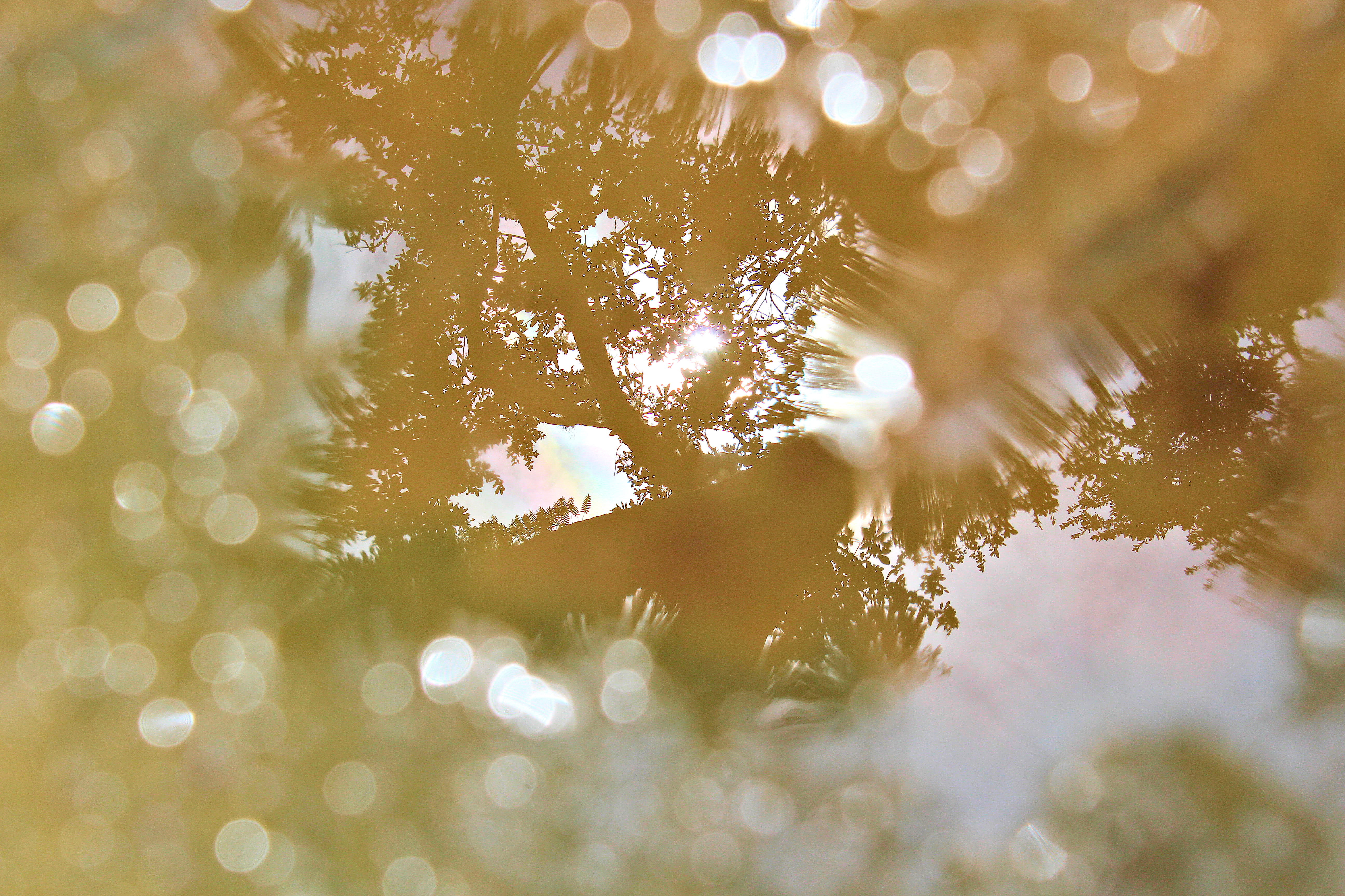 water, trees, reflection, selective focus, plant, no people