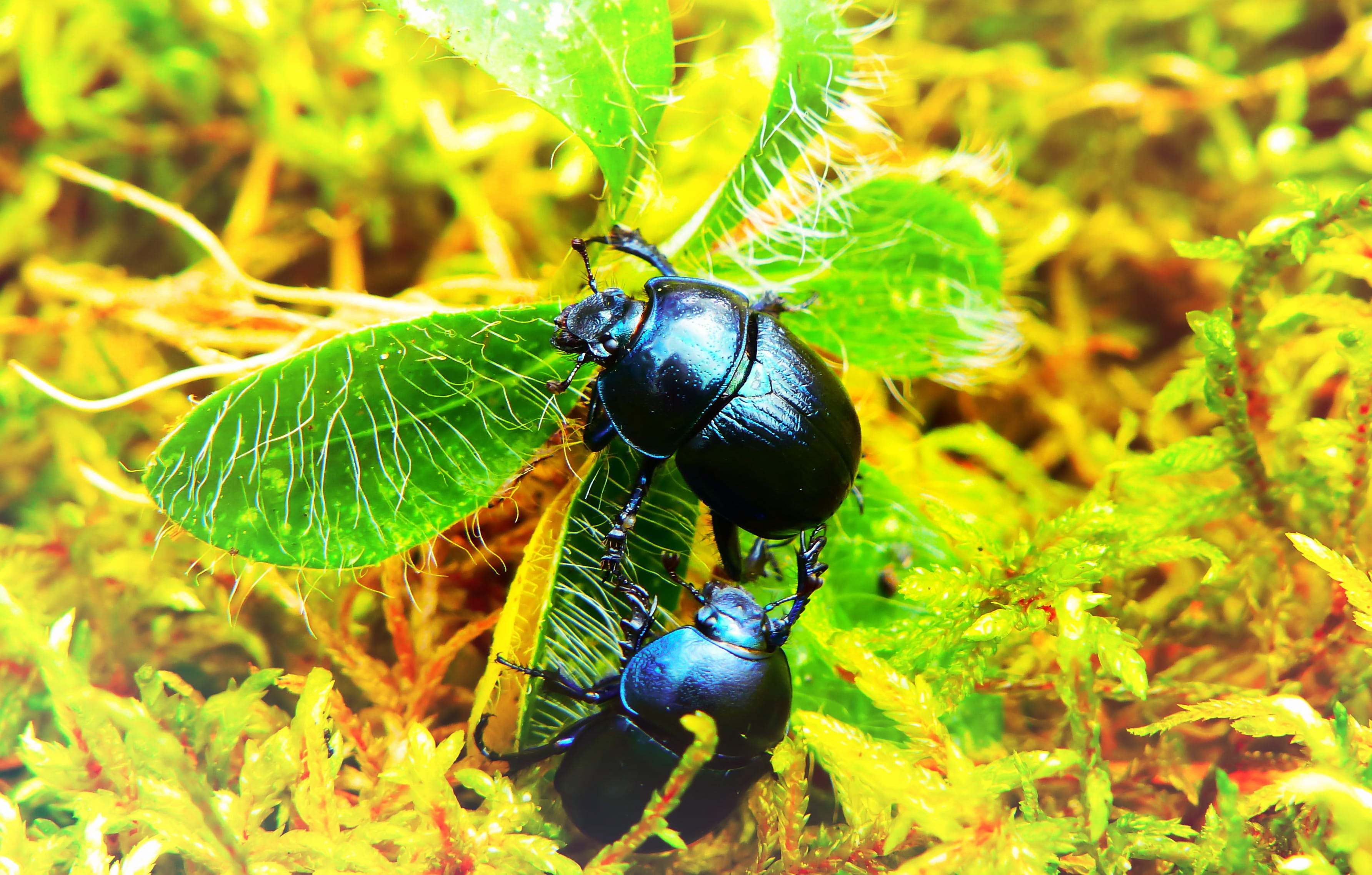 two black dung beetles, insect, bug, black bug, greenery, plant