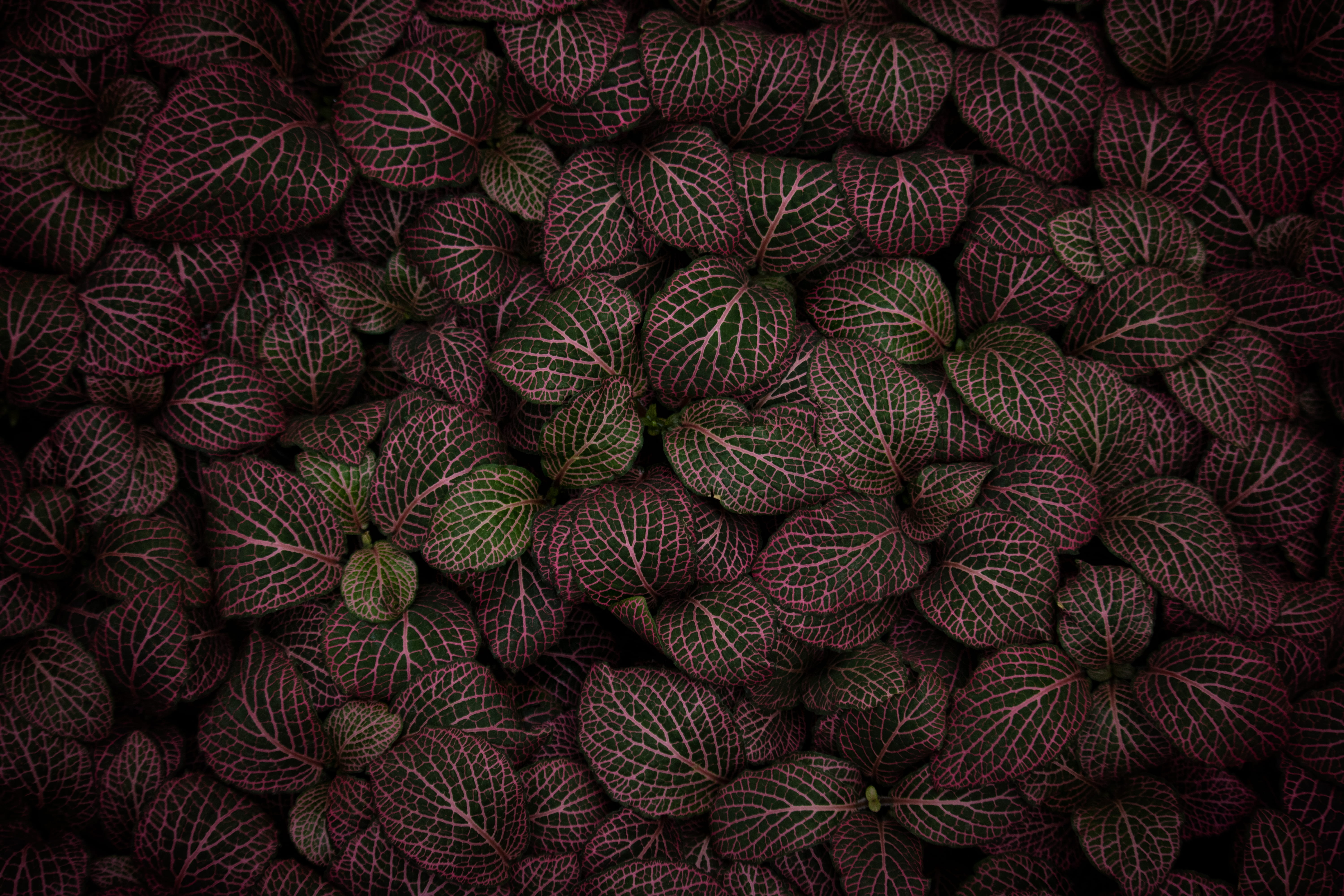 yarn, wool, rug, pattern, plant, texture, flat, foreboding