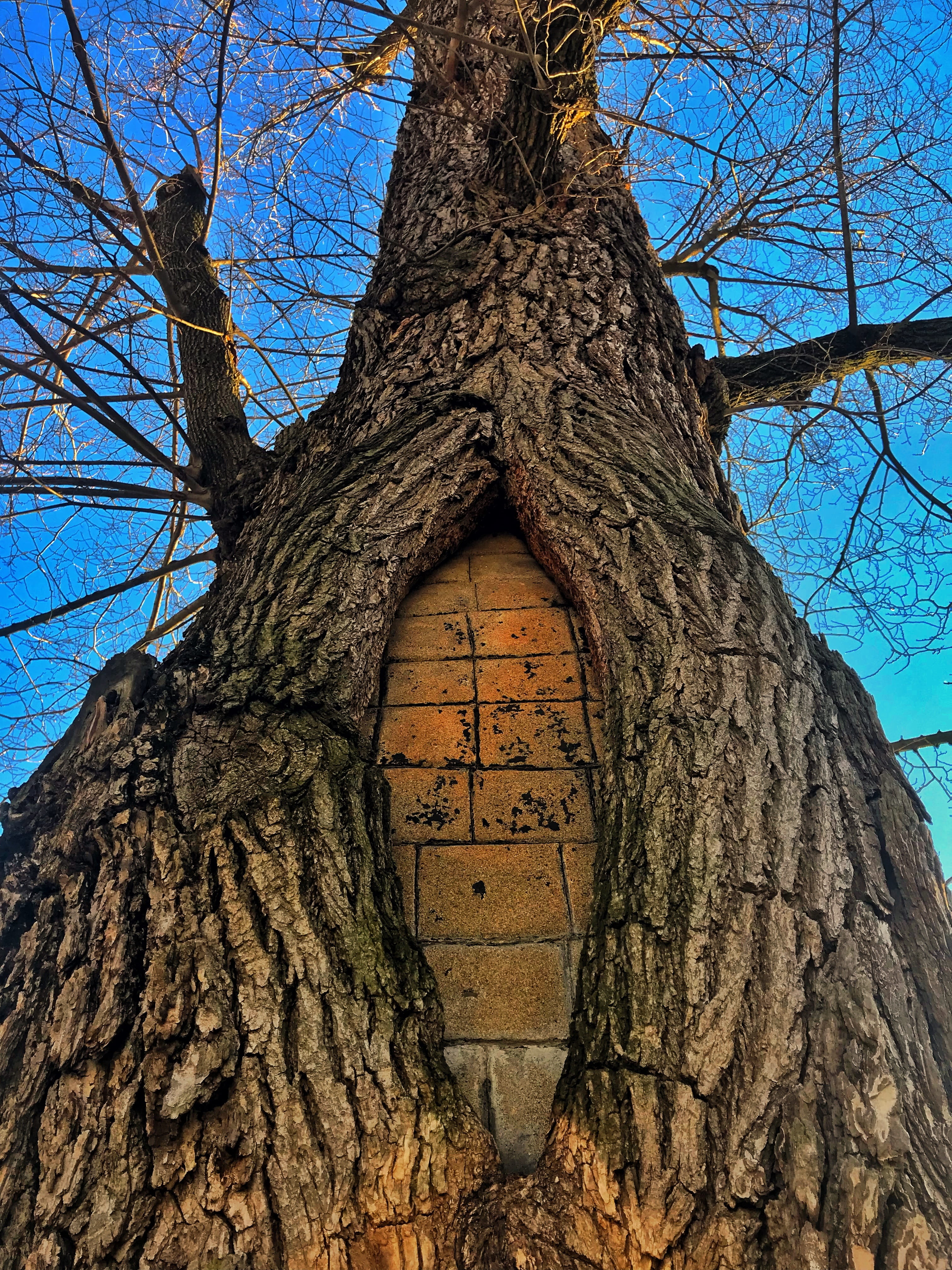 tree, bricks, blue sky, old, nature, low angle view, architecture