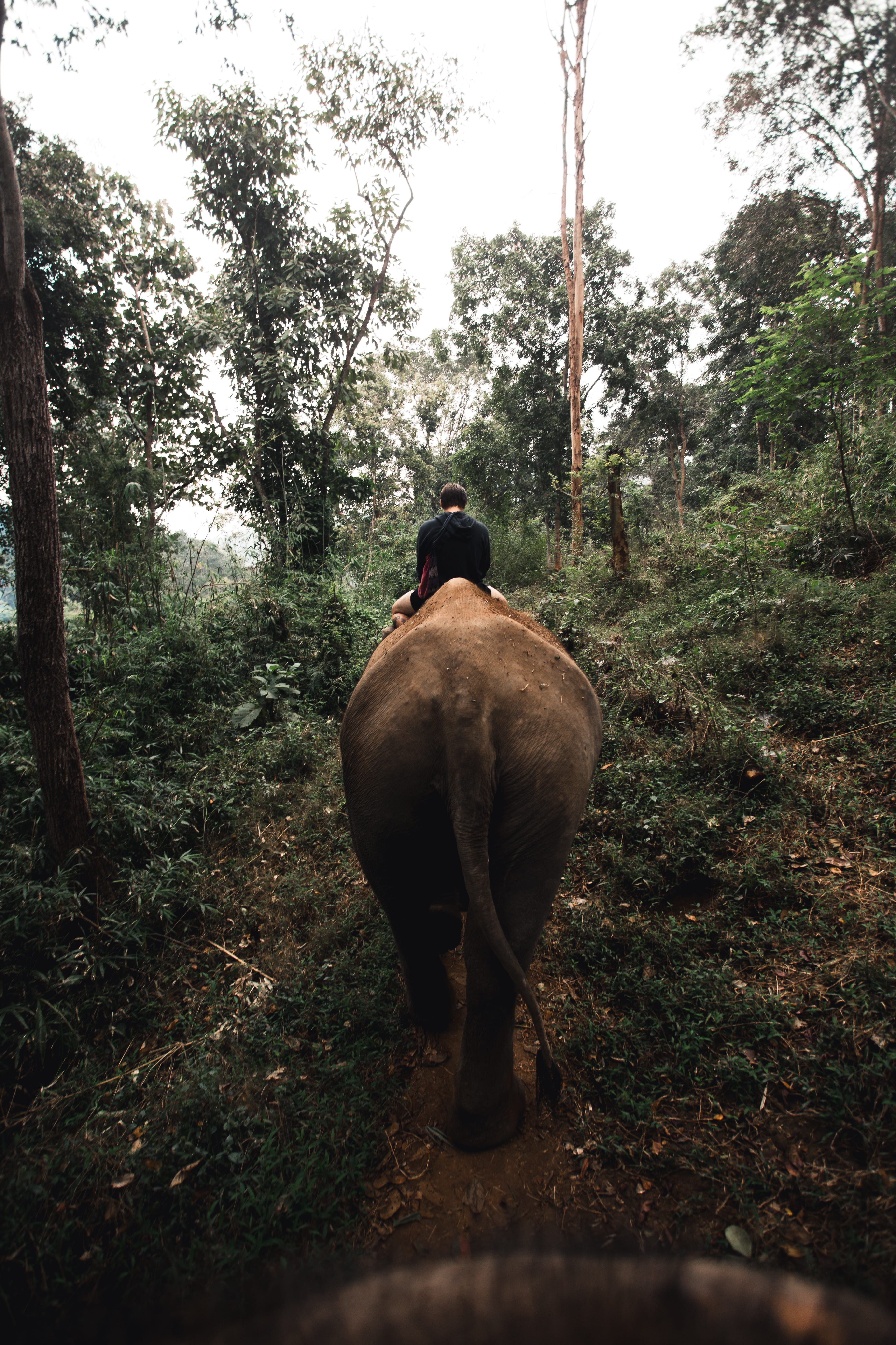 person riding elephant in woods during daytime, mammal, wildlife